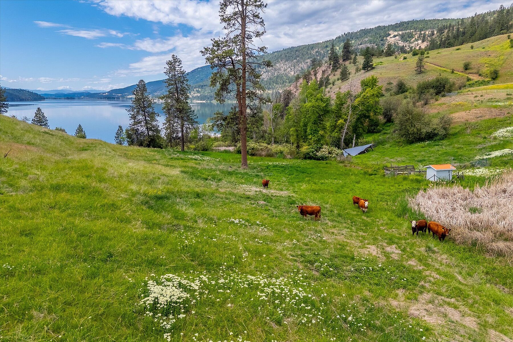  Kal-Lake Cattle - 物件實景