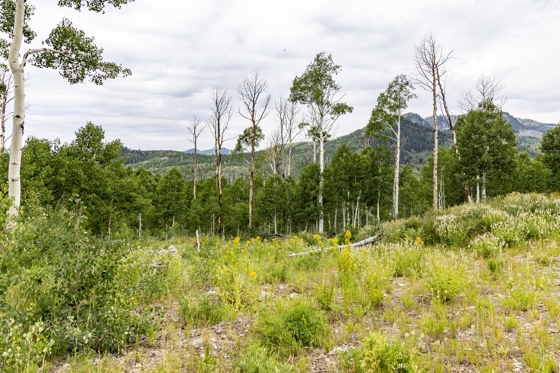  24 Acre Development Parcel in Bonanza Flats - 物件實景