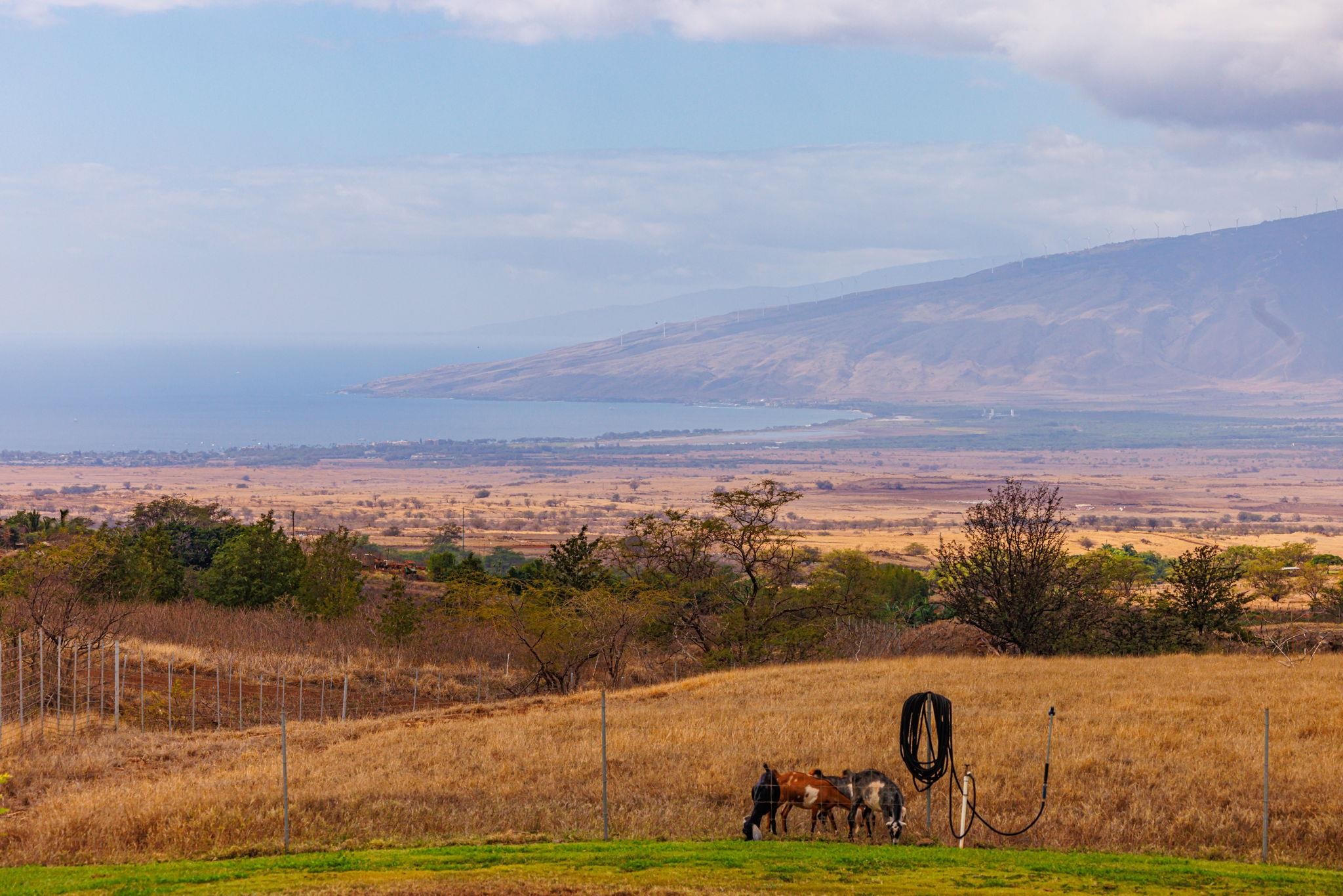 Kula, Hawaii, 96790, United States, 2 Bedrooms Bedrooms, ,2 BathroomsBathrooms,Residential,For Sale,1990288