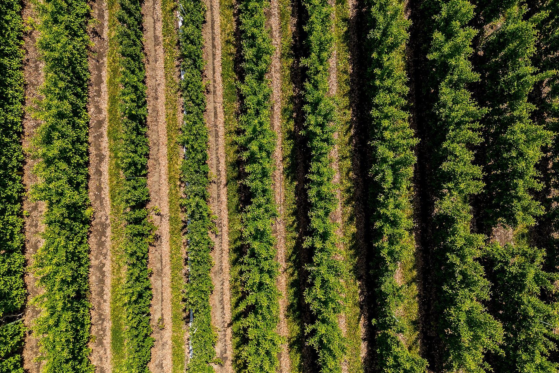 10 Acre Orchard - 物件實景