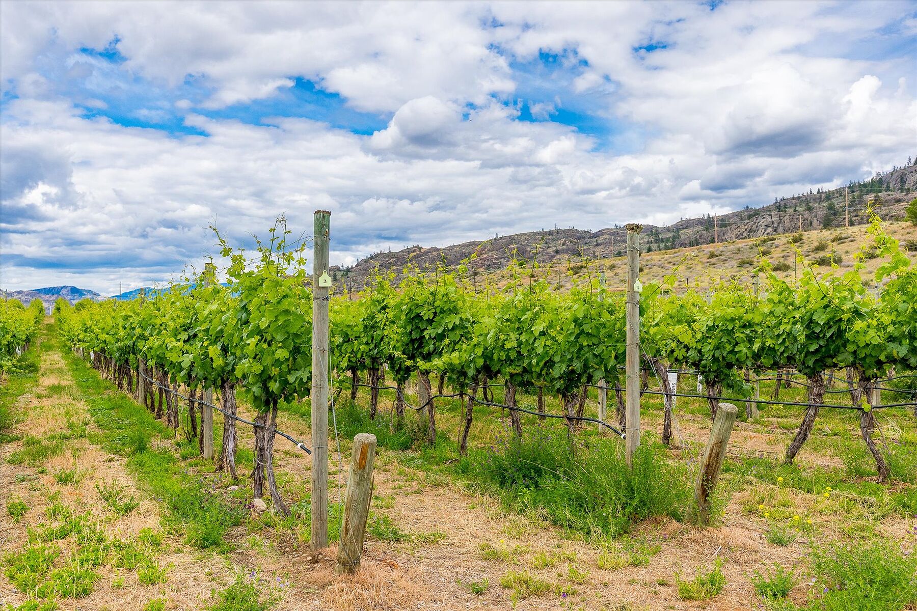  Oliver Winery Opportunity - 物件實景
