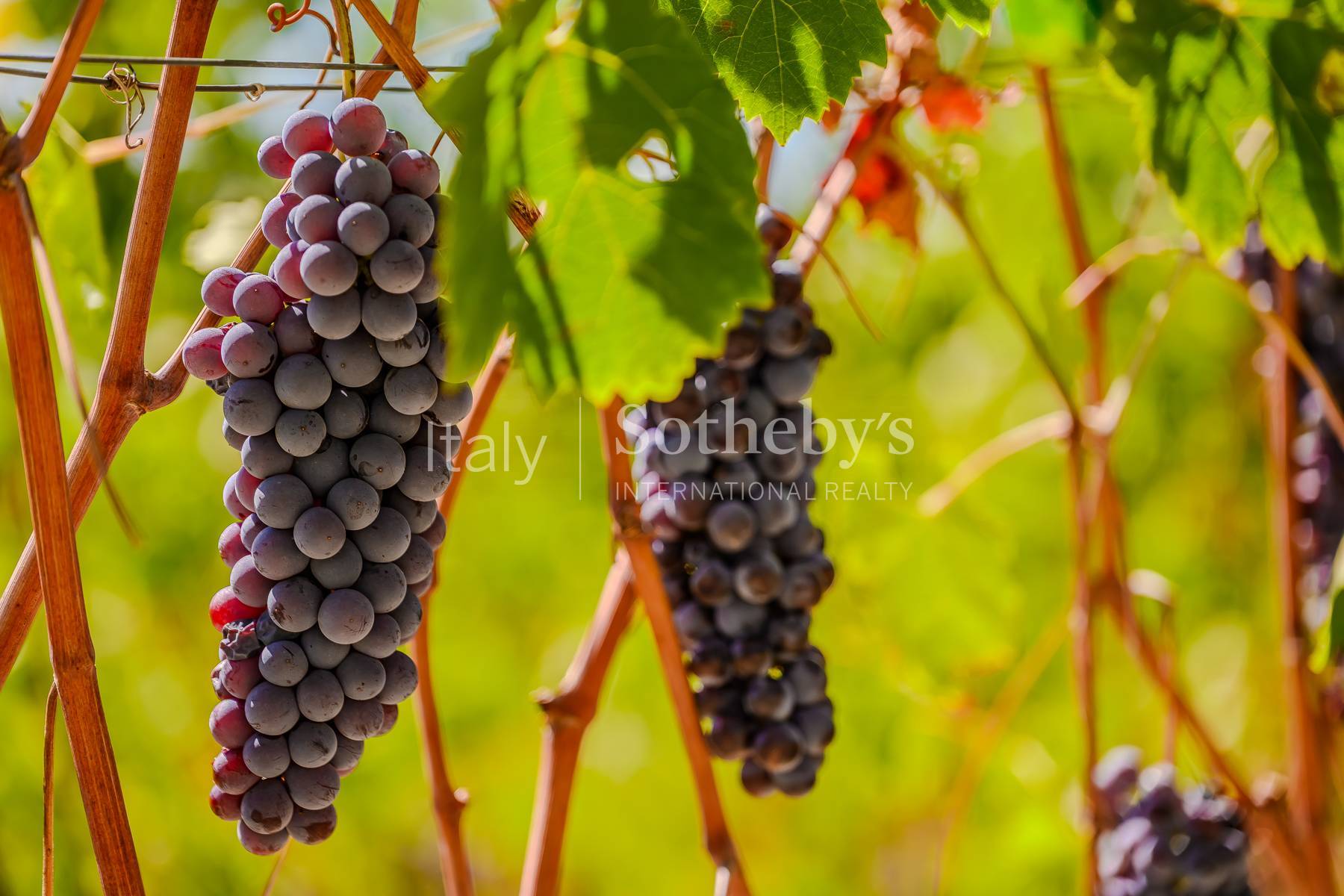  Winery Estate in the Langhe - 物件實景