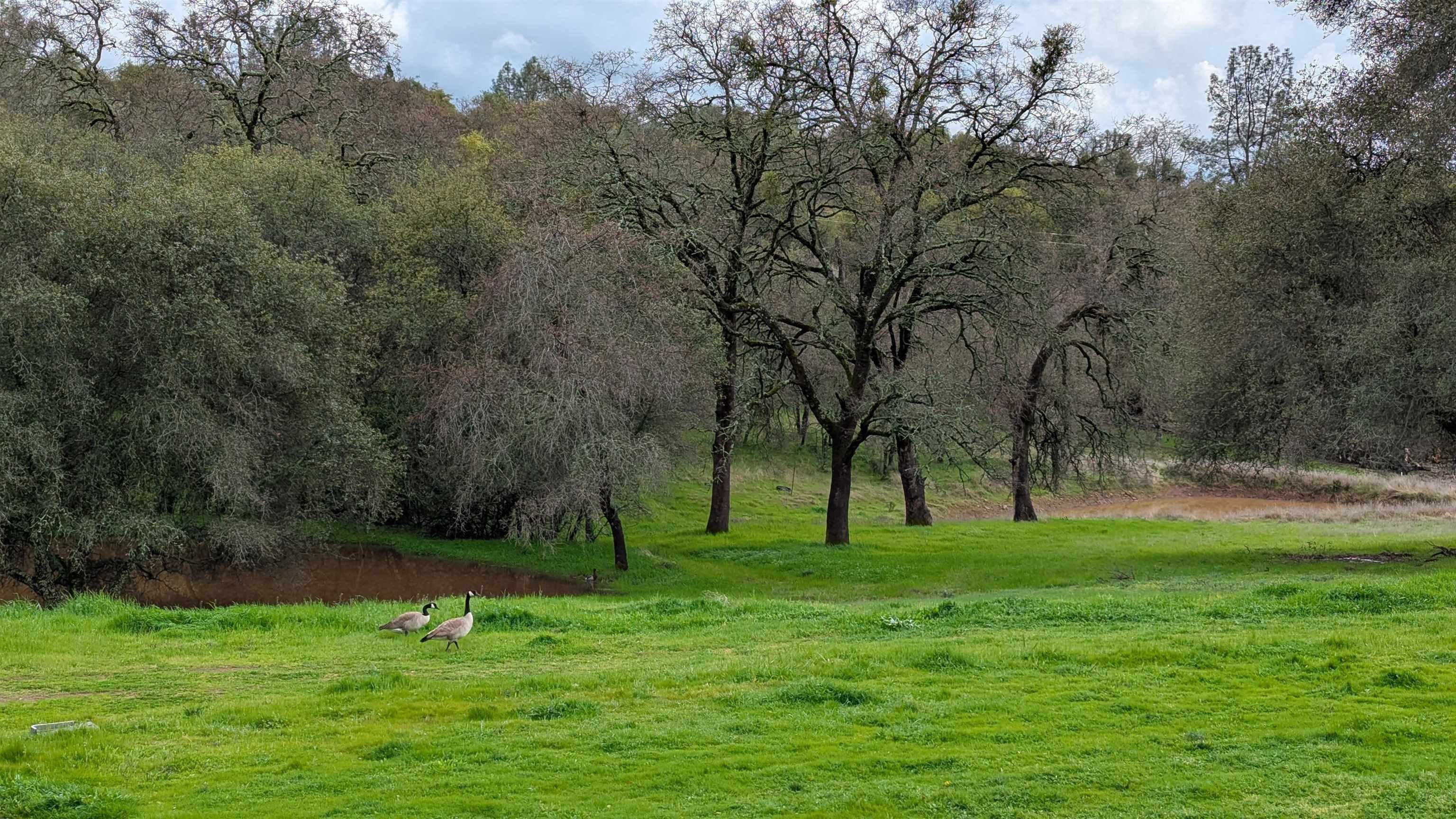 Shingle Springs, California, 95682, United States, 6 Bedrooms Bedrooms, ,2 BathroomsBathrooms,Residential,For Sale,2009241