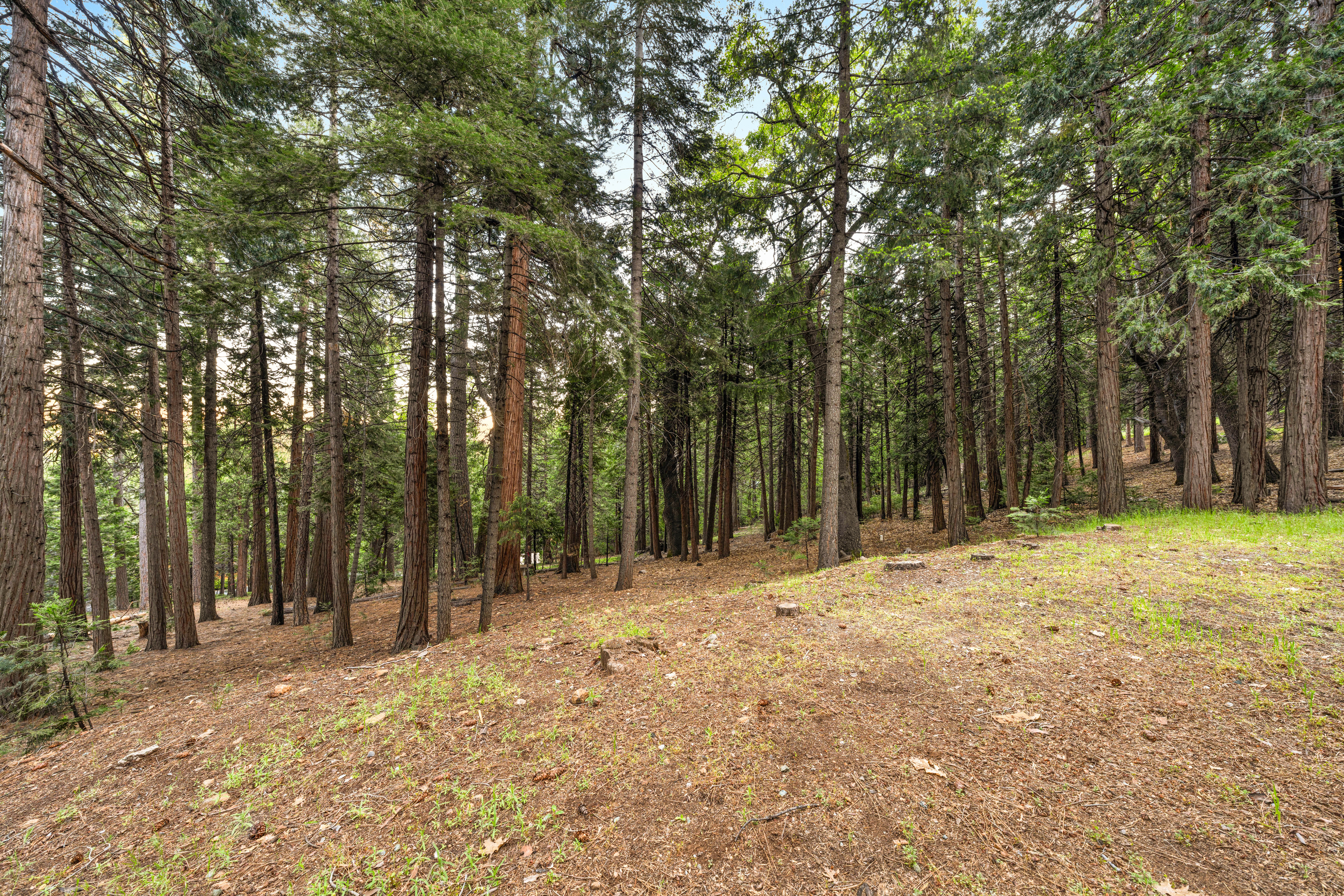  6742 Diamond Drive, Pollock Pines, CA 95726 - 物件實景