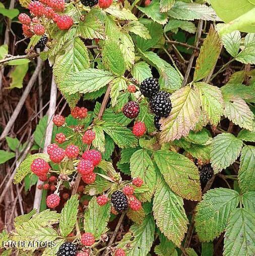 Englewood, Tennessee, 37329, United States, 2 Bedrooms Bedrooms, ,3 BathroomsBathrooms,Residential,For Sale,2002441