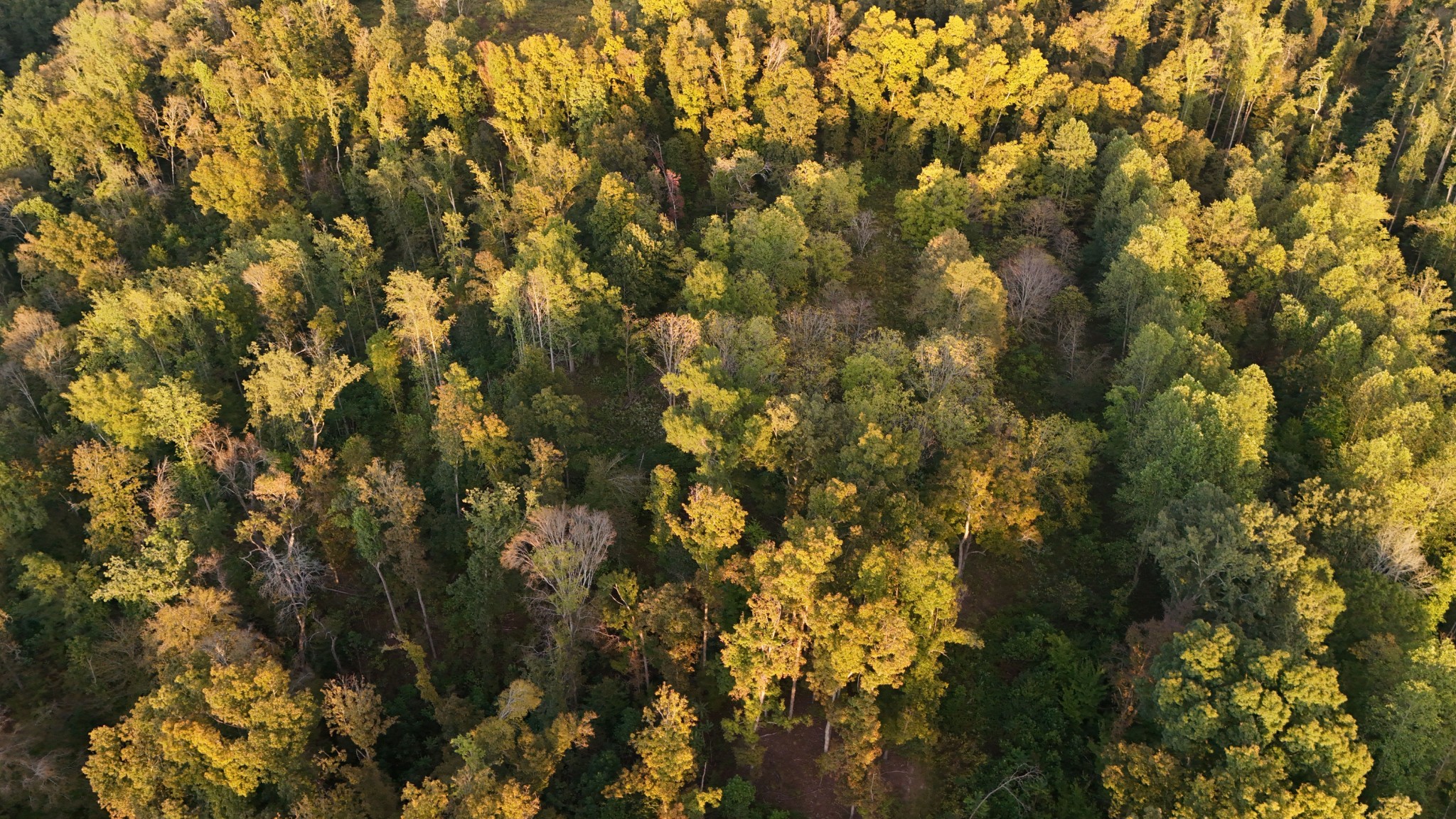 Lynchburg, Tennessee, 37388, United States, ,Land,For Sale,1982223