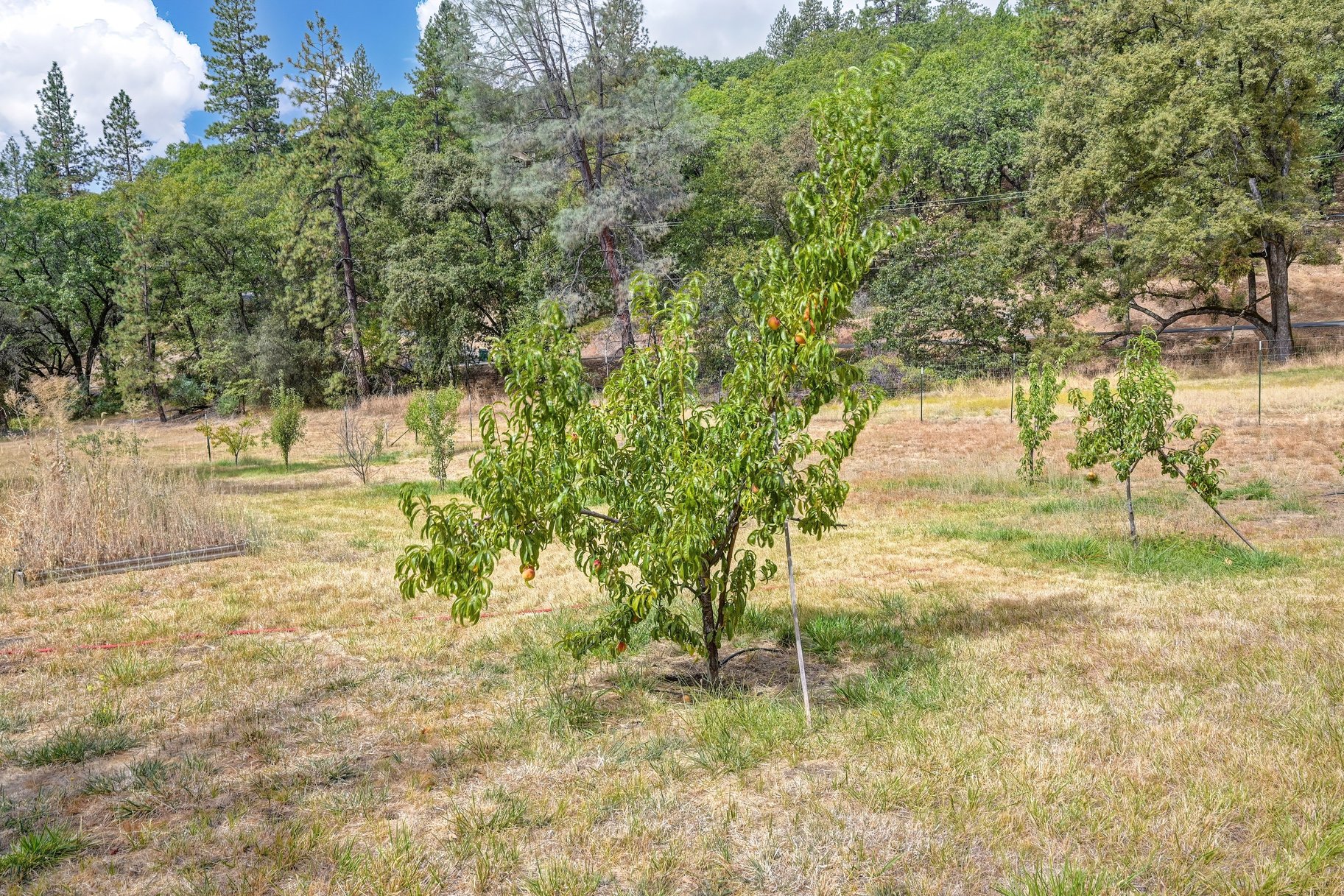  Spacious Grass Valley Country Property, 5 acres, shop and pond - 物件實景