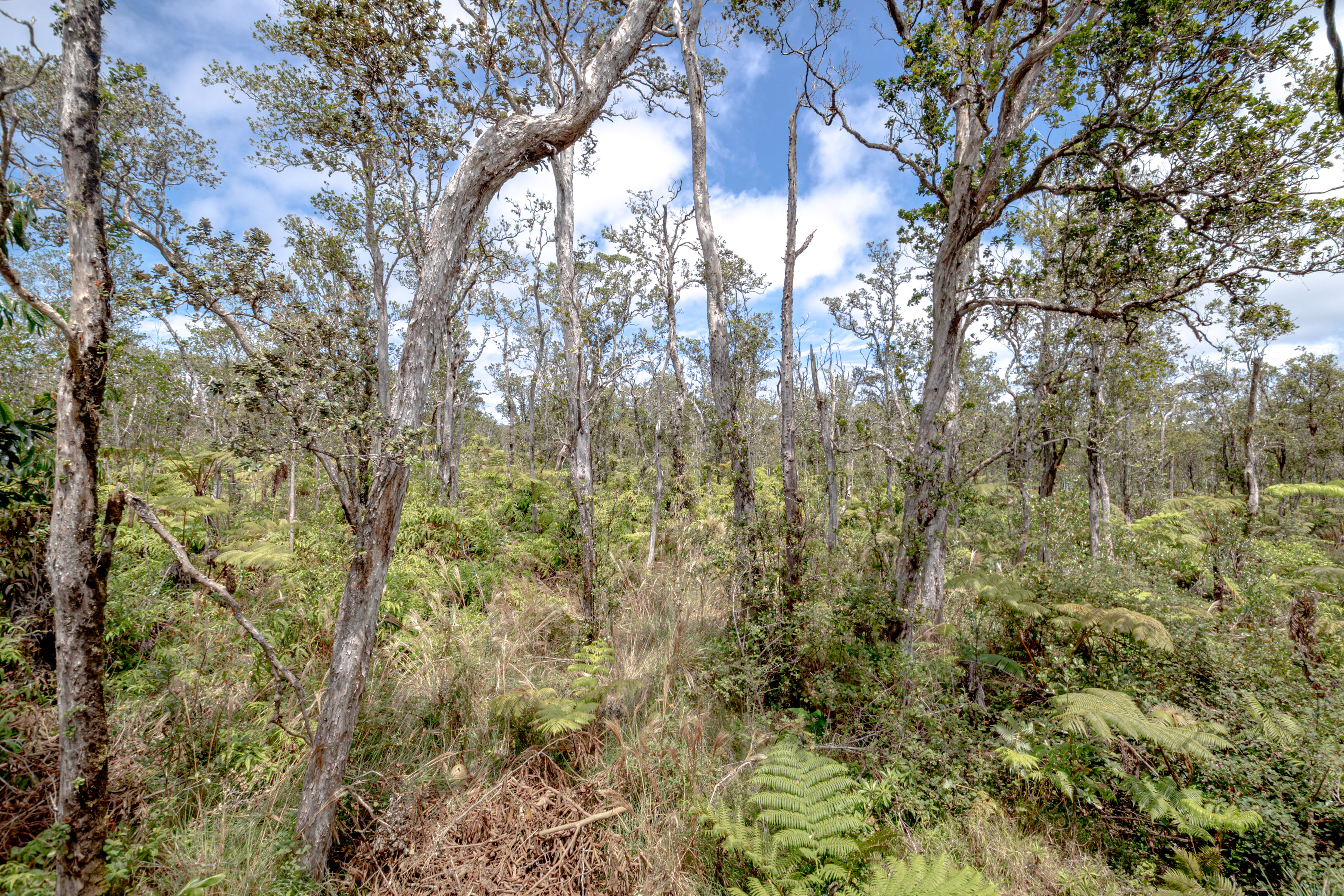  11-3121  HOOLEHUA RD, Volcano, HI 96785 - 物件實景