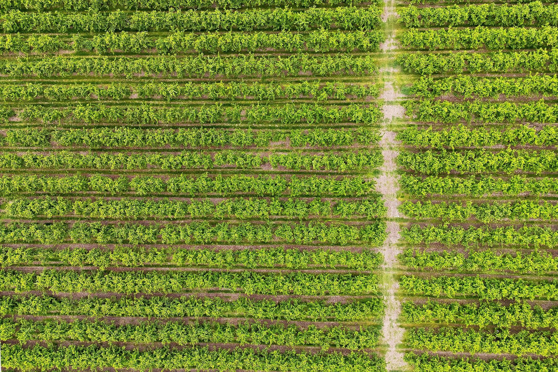  17.66 Acre Cherry Orchard - 物件實景