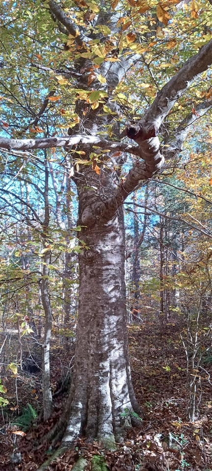 Willow Shade, Kentucky, 42166, United States, 3 Bedrooms Bedrooms, ,2 BathroomsBathrooms,Residential,For Sale,1991903