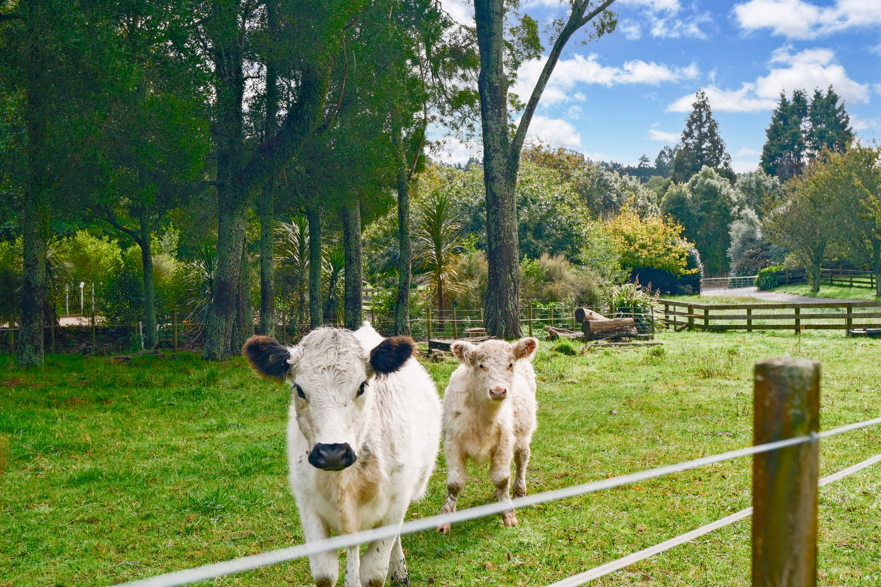  Country Charm With Equestrian Appeal - 物件實景