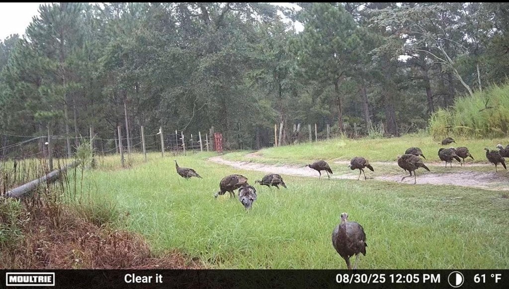 Abbeville, Georgia, 31001, United States, ,Land,For Sale,1975130