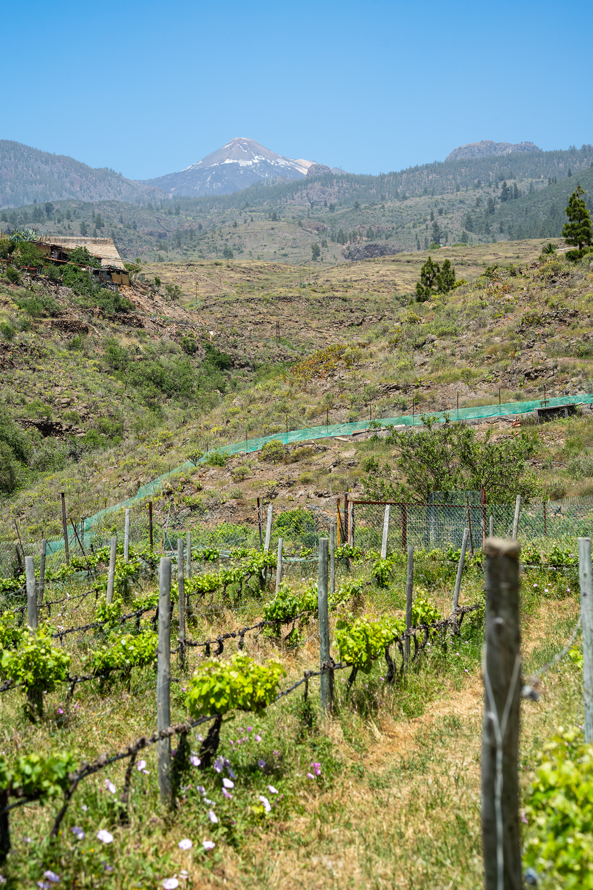  Traditional Agricultural Estate with Winery in Tenerife South - 物件實景