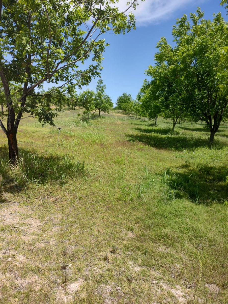 San Francisco de Conchos, Chihuahua, 33680, Mexico, 1 Bedroom Bedrooms, ,Residential,For Sale,1991228