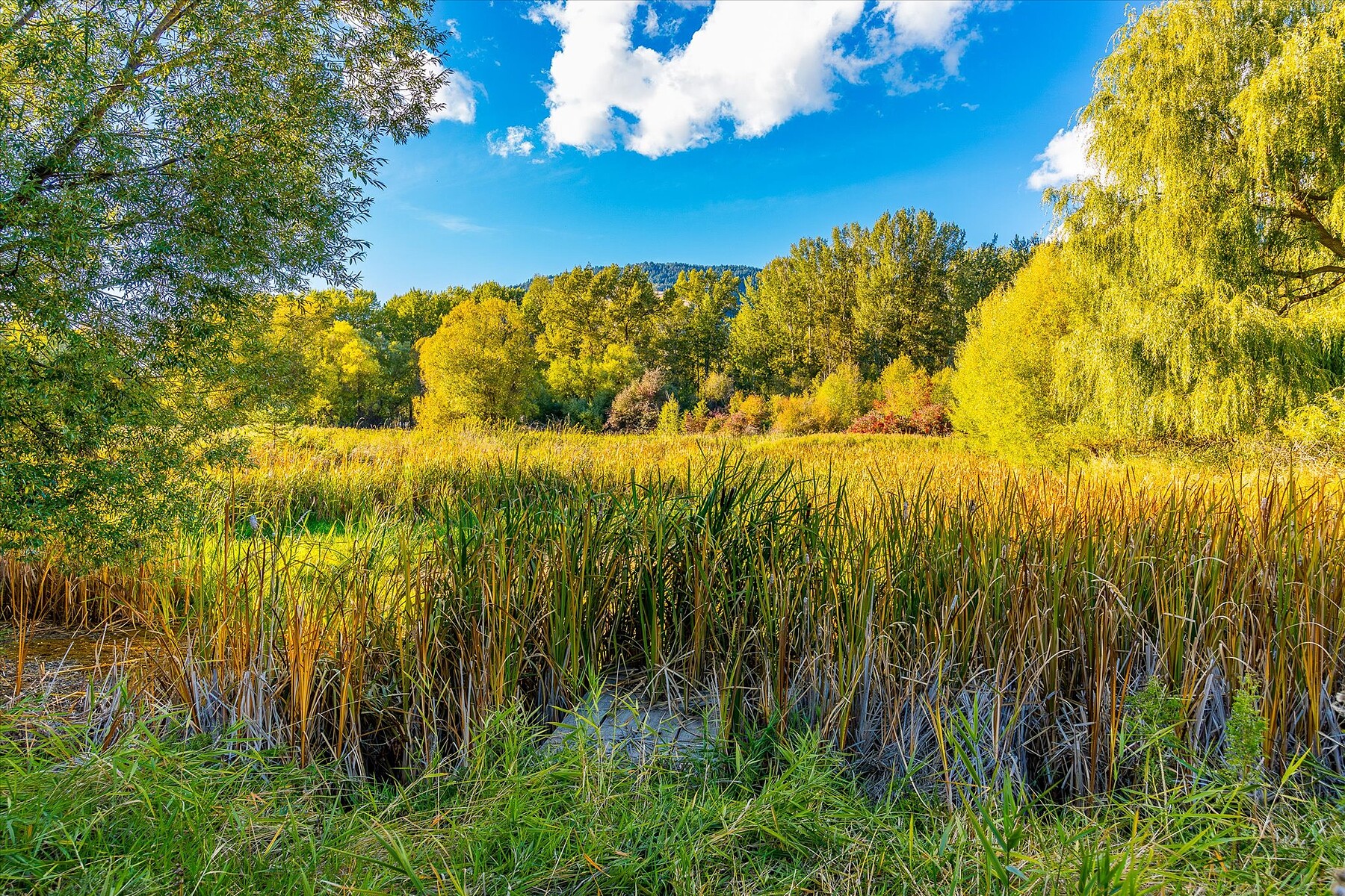  Welcome to Springfield Marsh - 物件實景