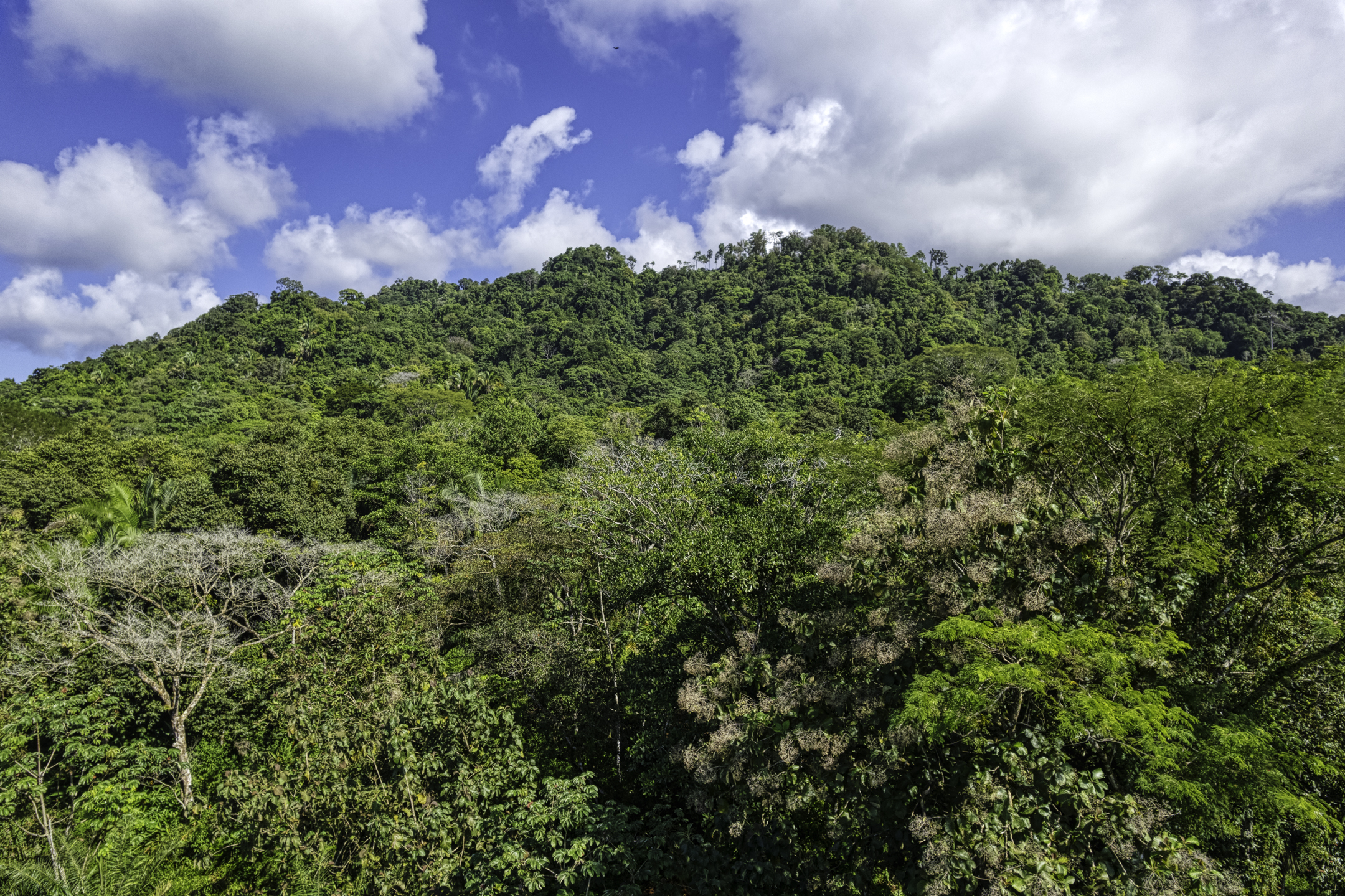Portalon, Dominical, Puntarenas, CR, ,Land,For Sale,Portalon,1586164