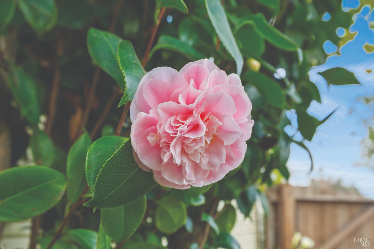 Santa Rosa, California, 95404, United States, 2 Bedrooms Bedrooms, ,2 BathroomsBathrooms,Residential,For Sale,2013277