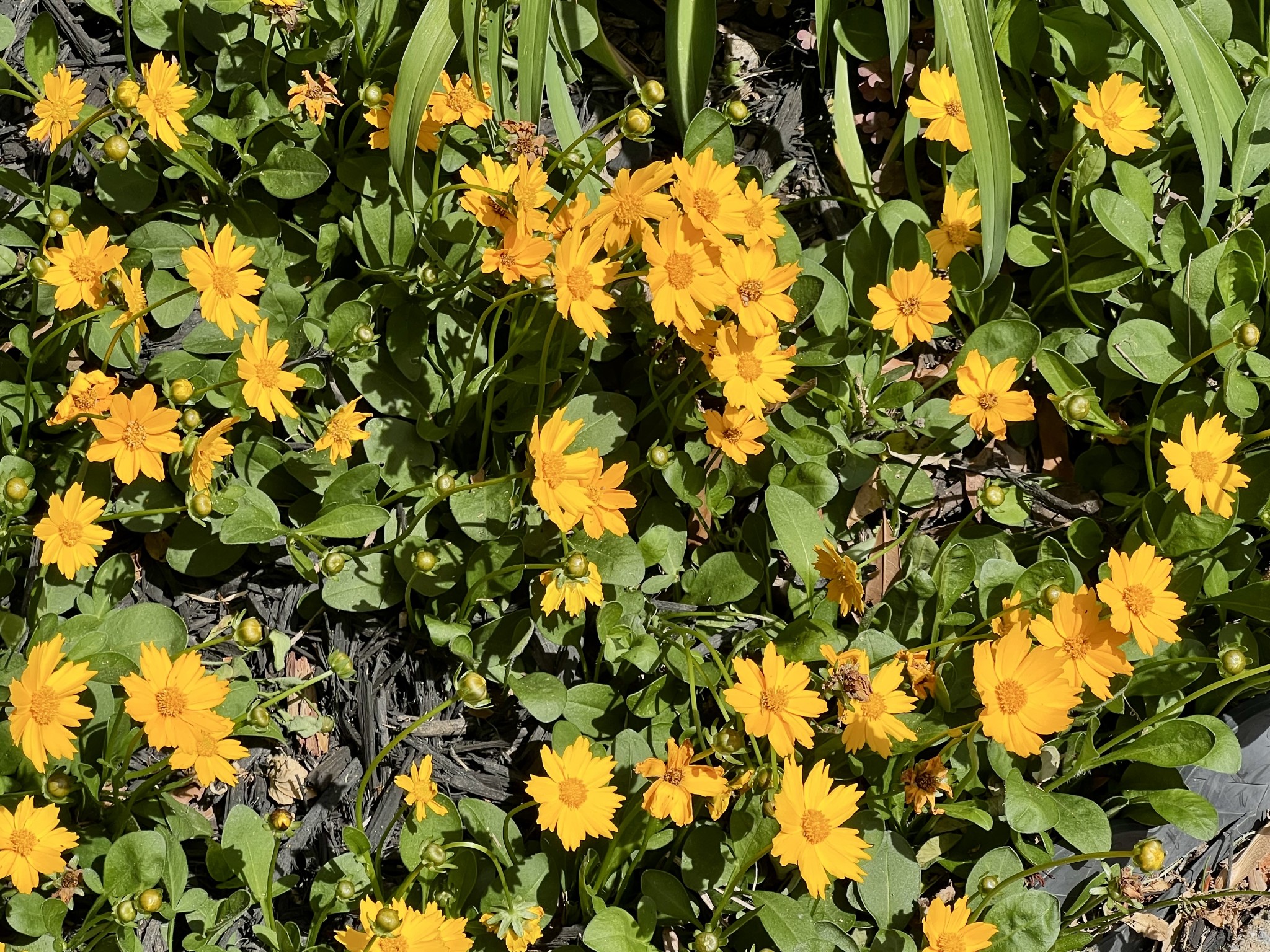  650 Bonita Pkwy S, Hendersonville, TN, 37075 - 物件實景