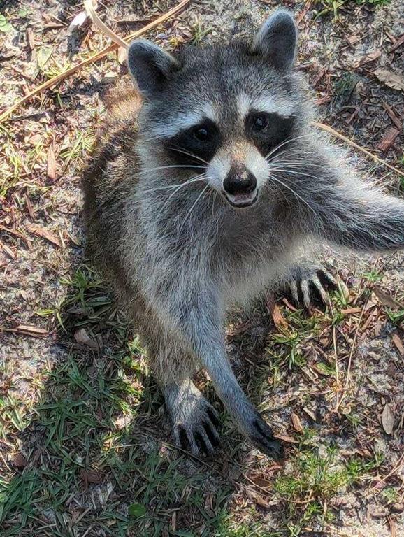 Punta Gorda, Florida, 33982, United States, 1 Bedroom Bedrooms, ,1 BathroomBathrooms,Residential,For Sale,1955631