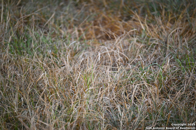 Nixon, Texas, 78140, United States, ,Residential,For Sale,1988320