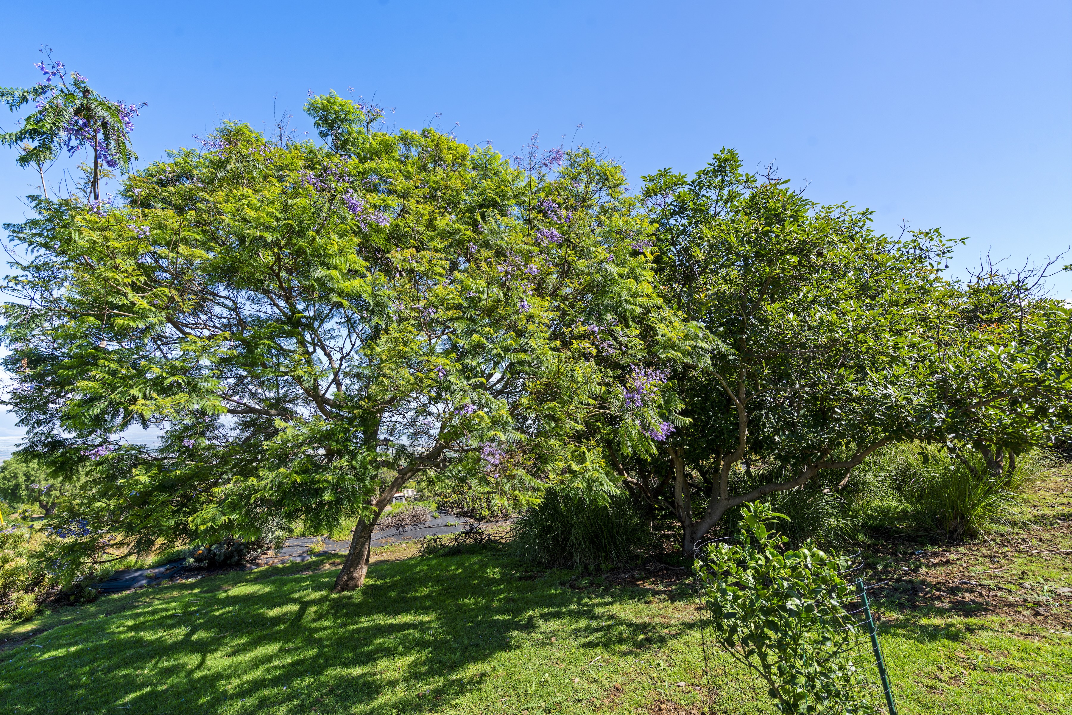  Architectural Kula Estate with Panoramic Views and Cottage - 物件實景