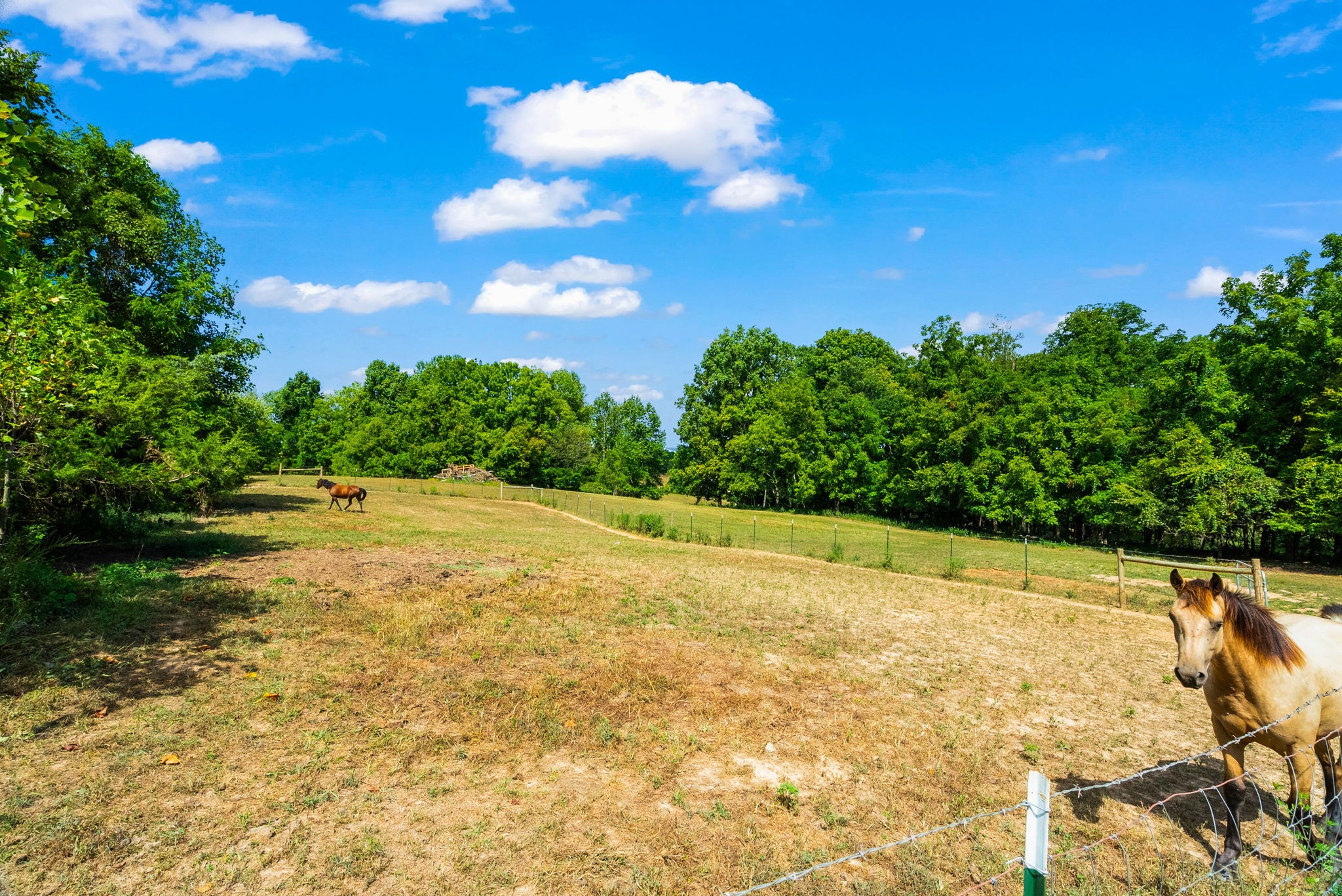 Cedar Hill, Tennessee, 37032, United States, 3 Bedrooms Bedrooms, ,2 BathroomsBathrooms,Residential,For Sale,1981088