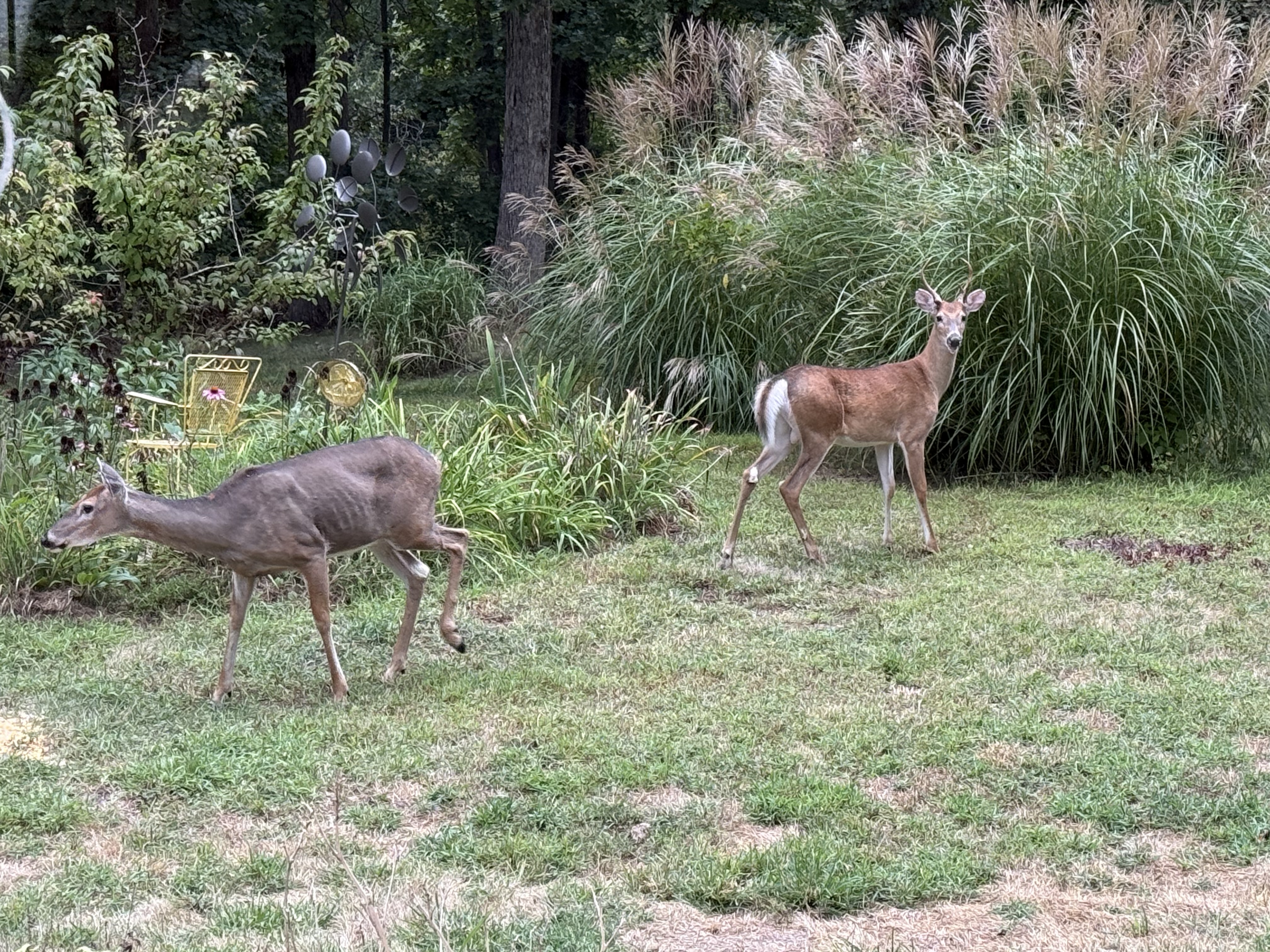 Kirksville, Missouri, 63501, United States, 4 Bedrooms Bedrooms, ,2 BathroomsBathrooms,Residential,For Sale,1976036