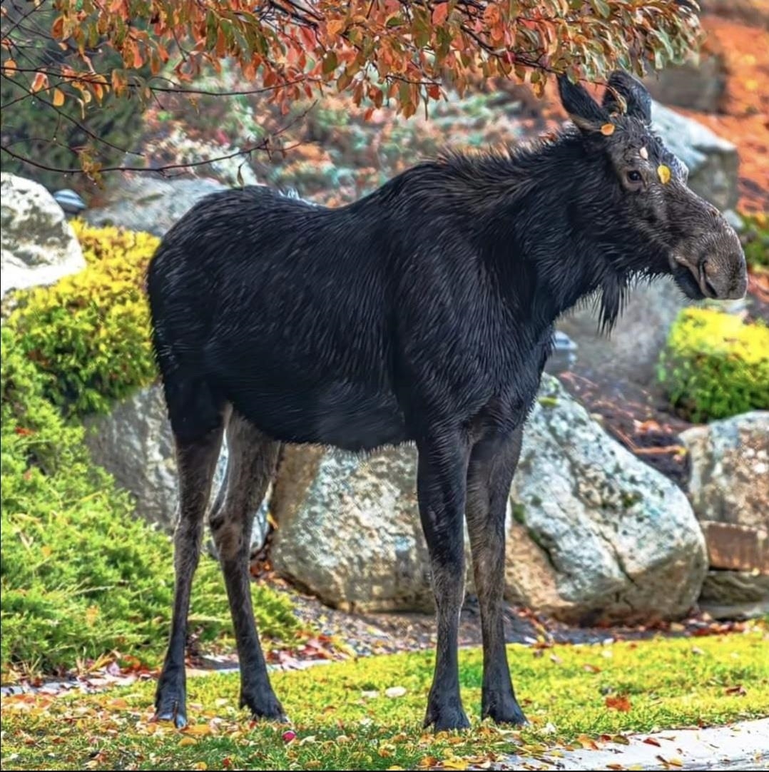 Veradale, Washington, 99037, United States, 6 Bedrooms Bedrooms, ,4 BathroomsBathrooms,Residential,For Sale,1986098