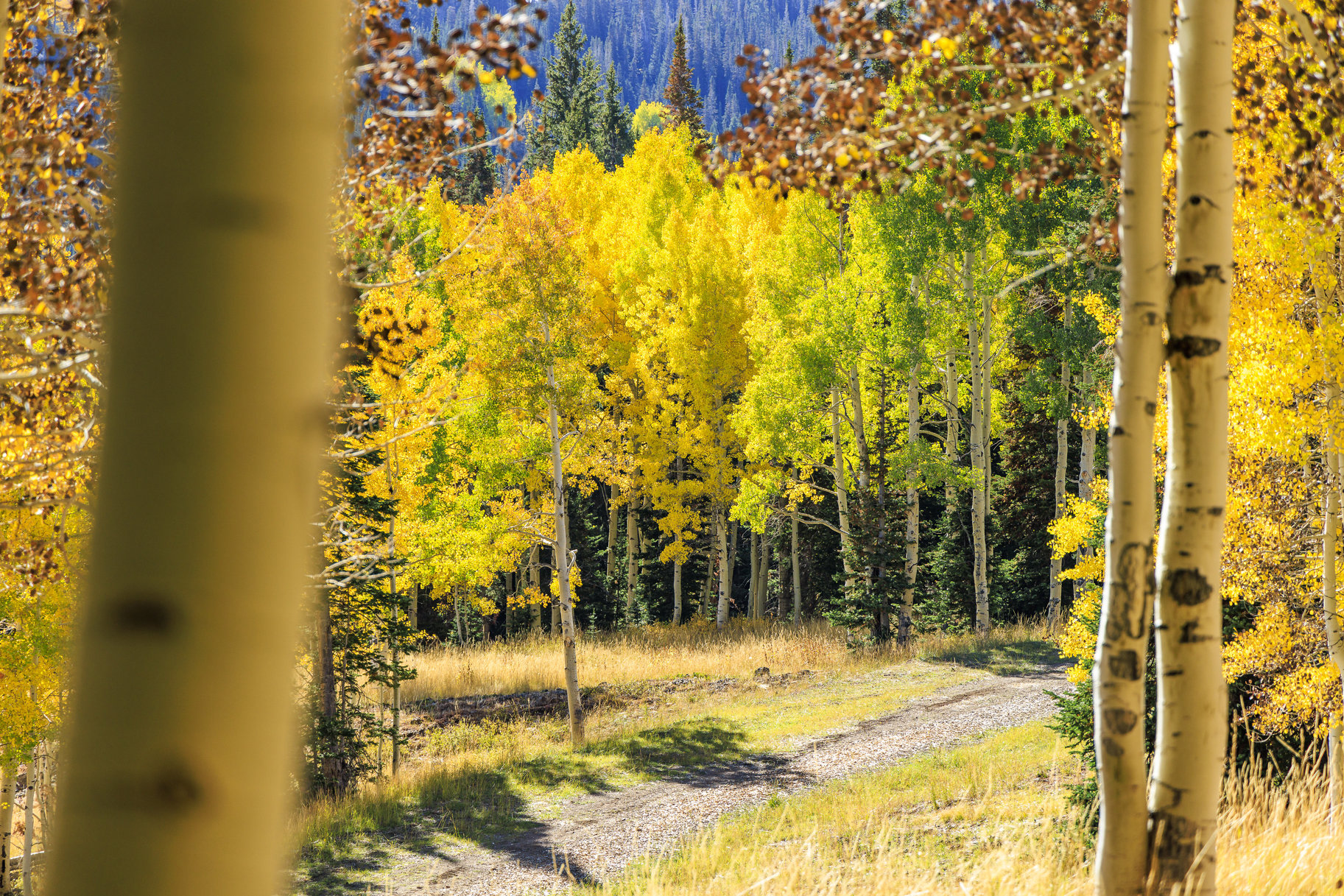  Incredible 28 Acre Estate Lot in the Colony at White Pine Canyon - 物件實景