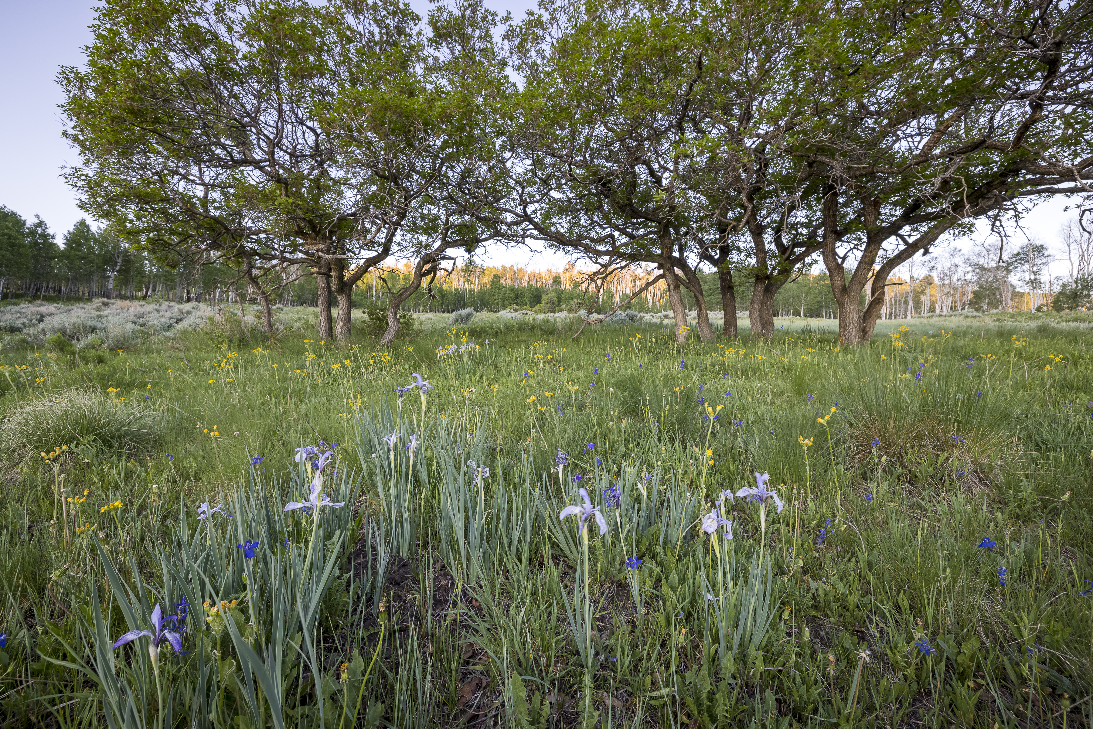  Telluride Renegade Ranch - 602 acres on Hastings Mesa - 物件實景