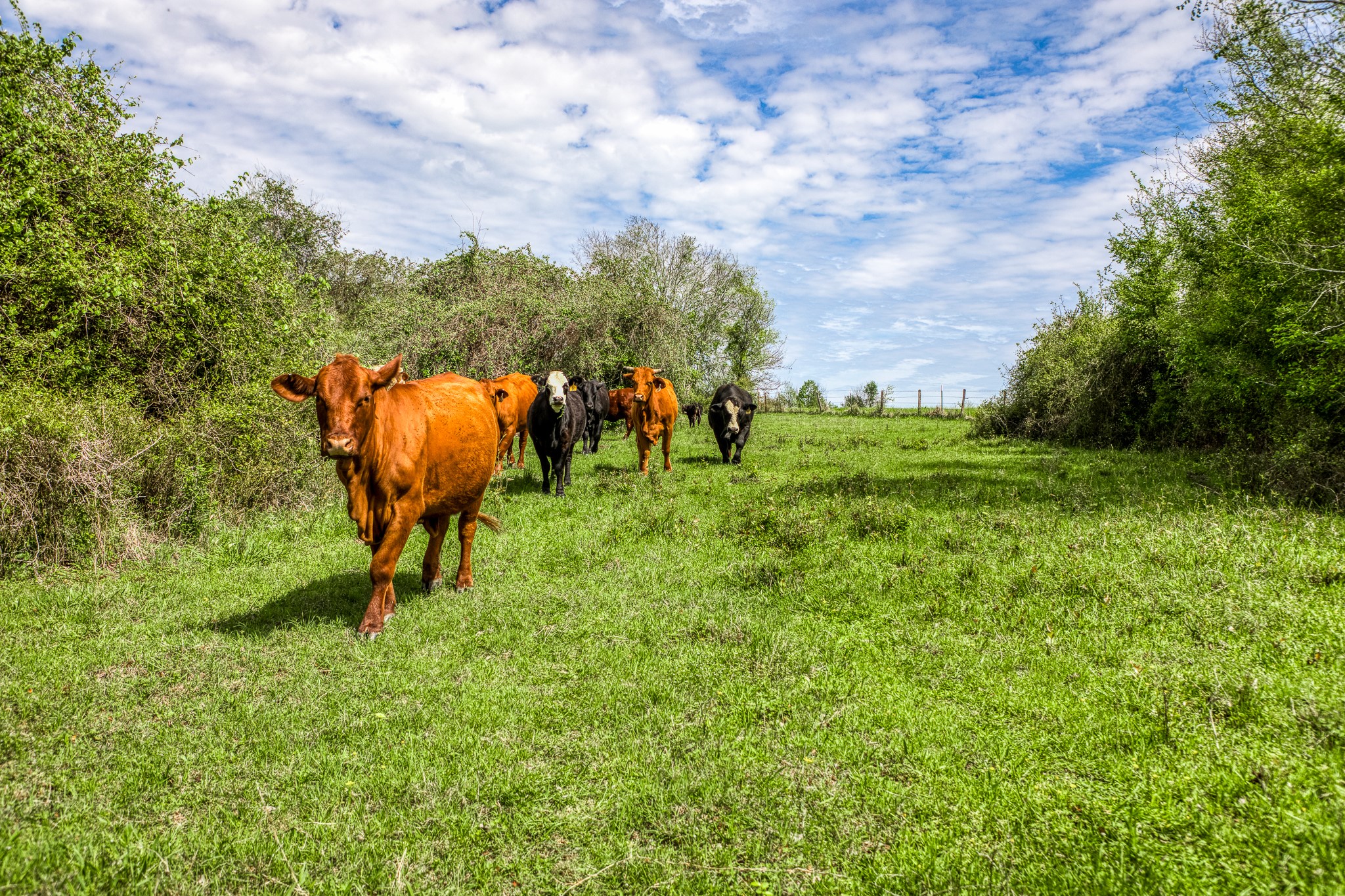  20751 Fm 1155, Washington, TX, 77880 - 物件實景