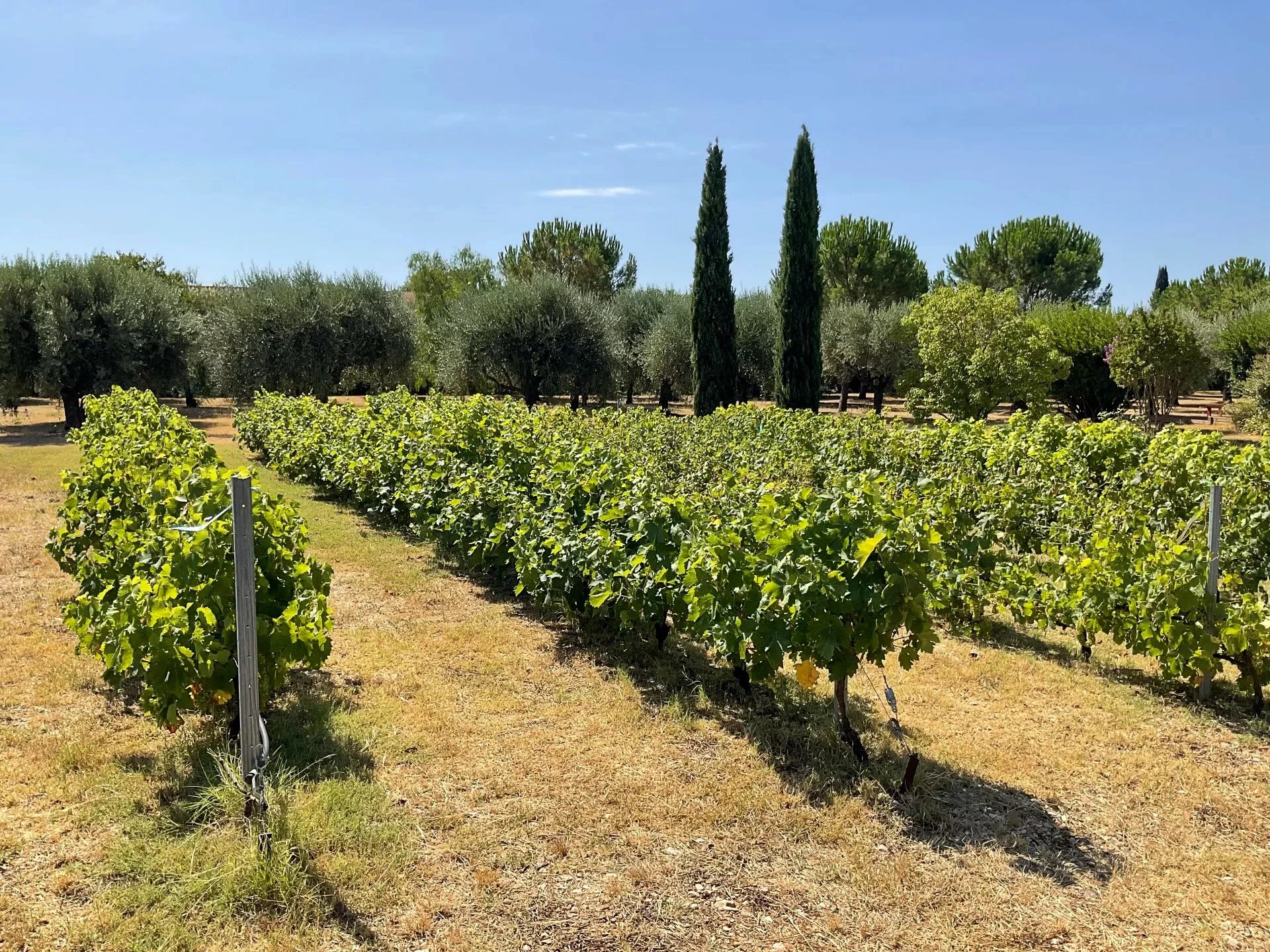 Solliès-Pont, Provence-Alpes-Côte d’Azur, 83210, FR, 5 Bedrooms Bedrooms, ,6 BathroomsBathrooms,Residential,For Sale,1907587