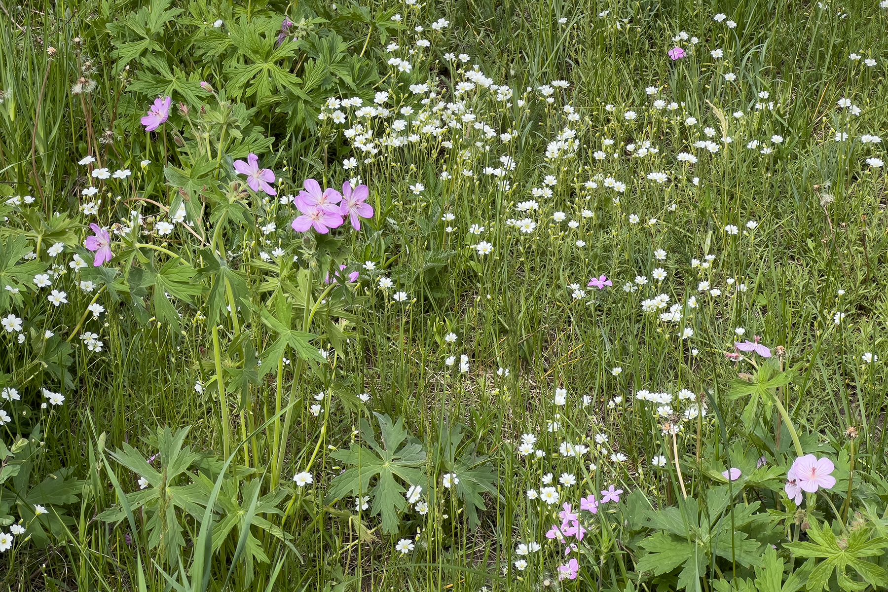  Rodeo Road - 物件實景