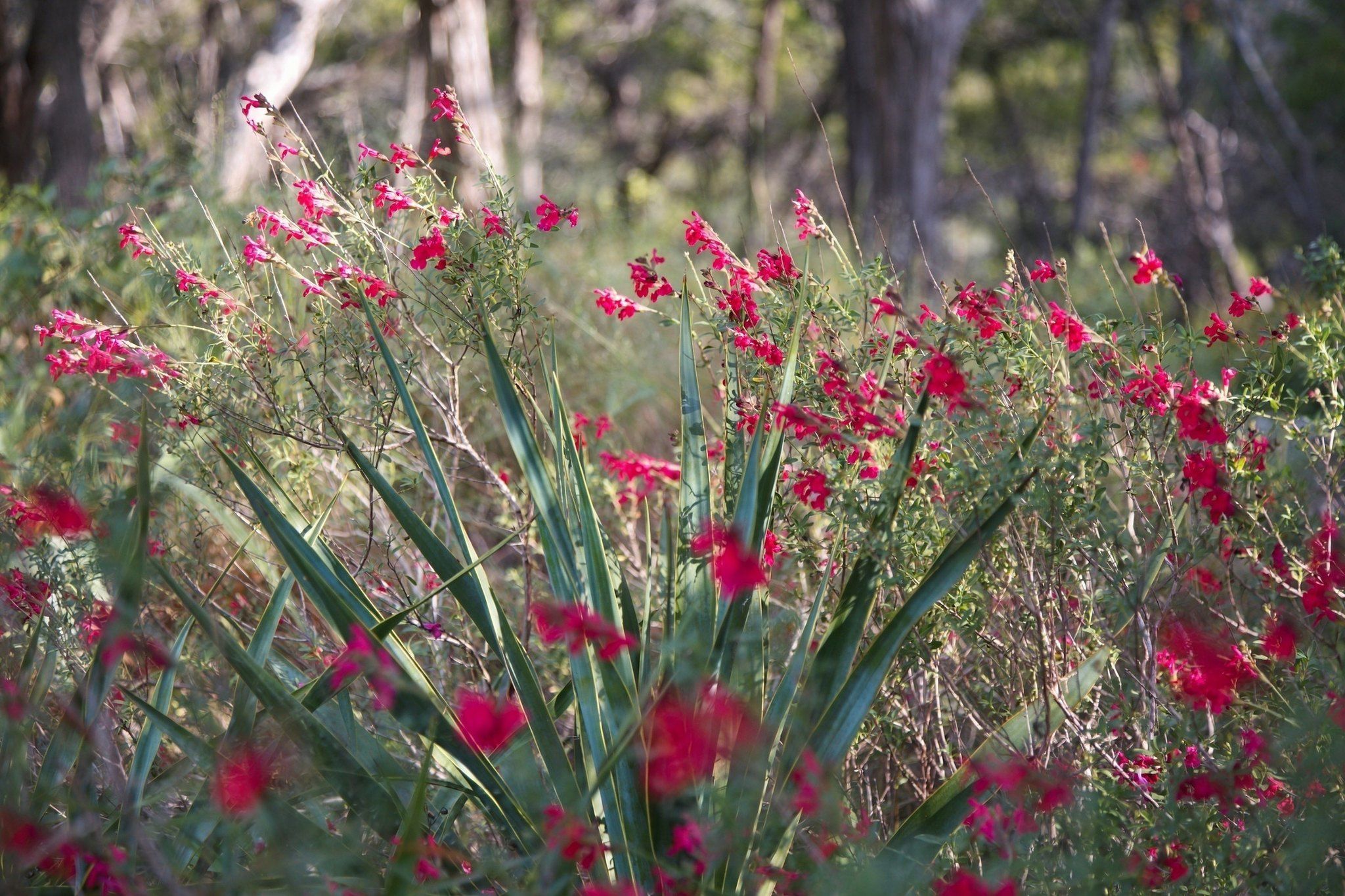  Private acreage in The Estates of Barton Creek - 物件實景