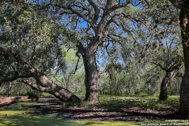 Beeville, Texas, 78102, United States, ,Land,For Sale,1942121