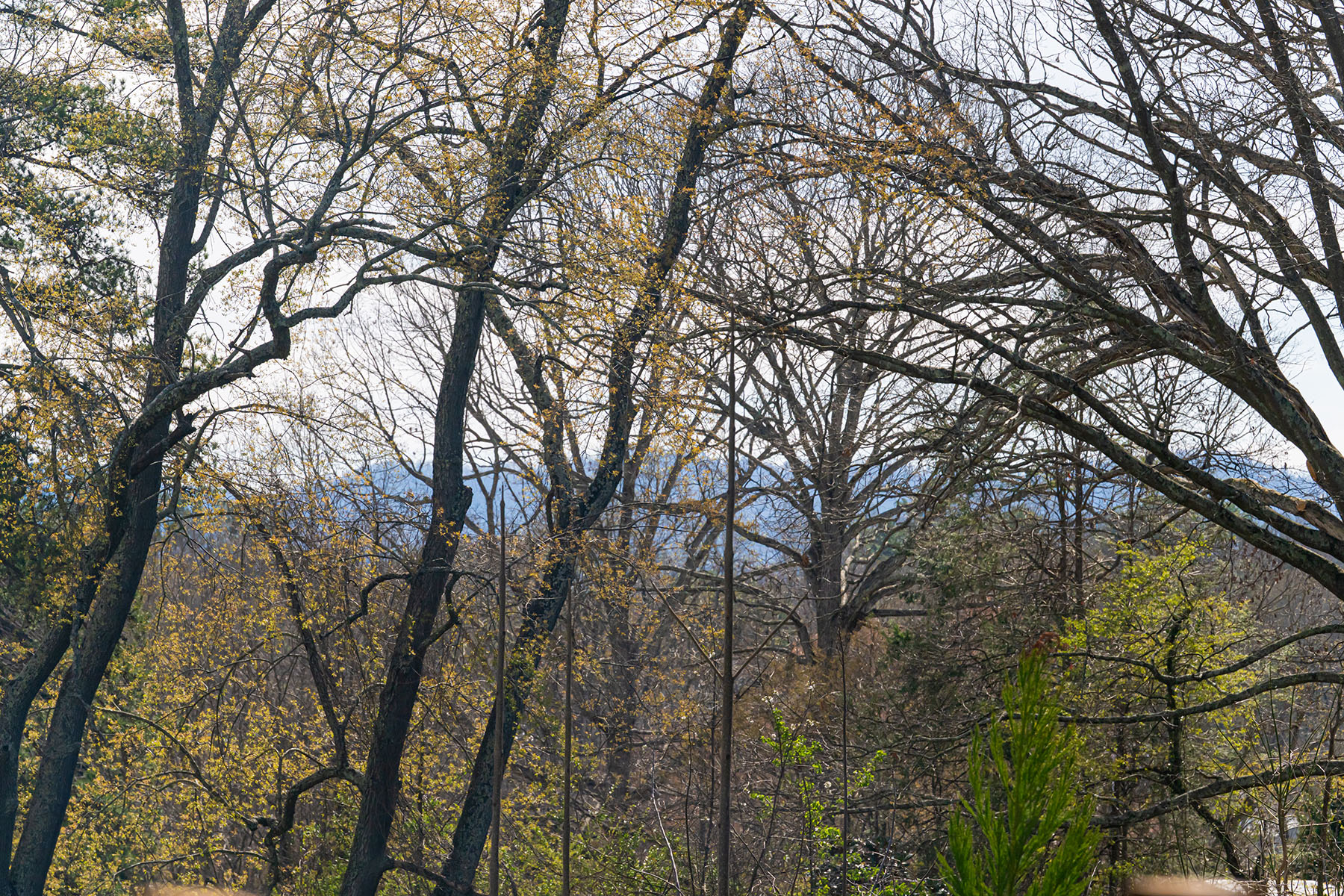  ASHEVILLE - 物件實景