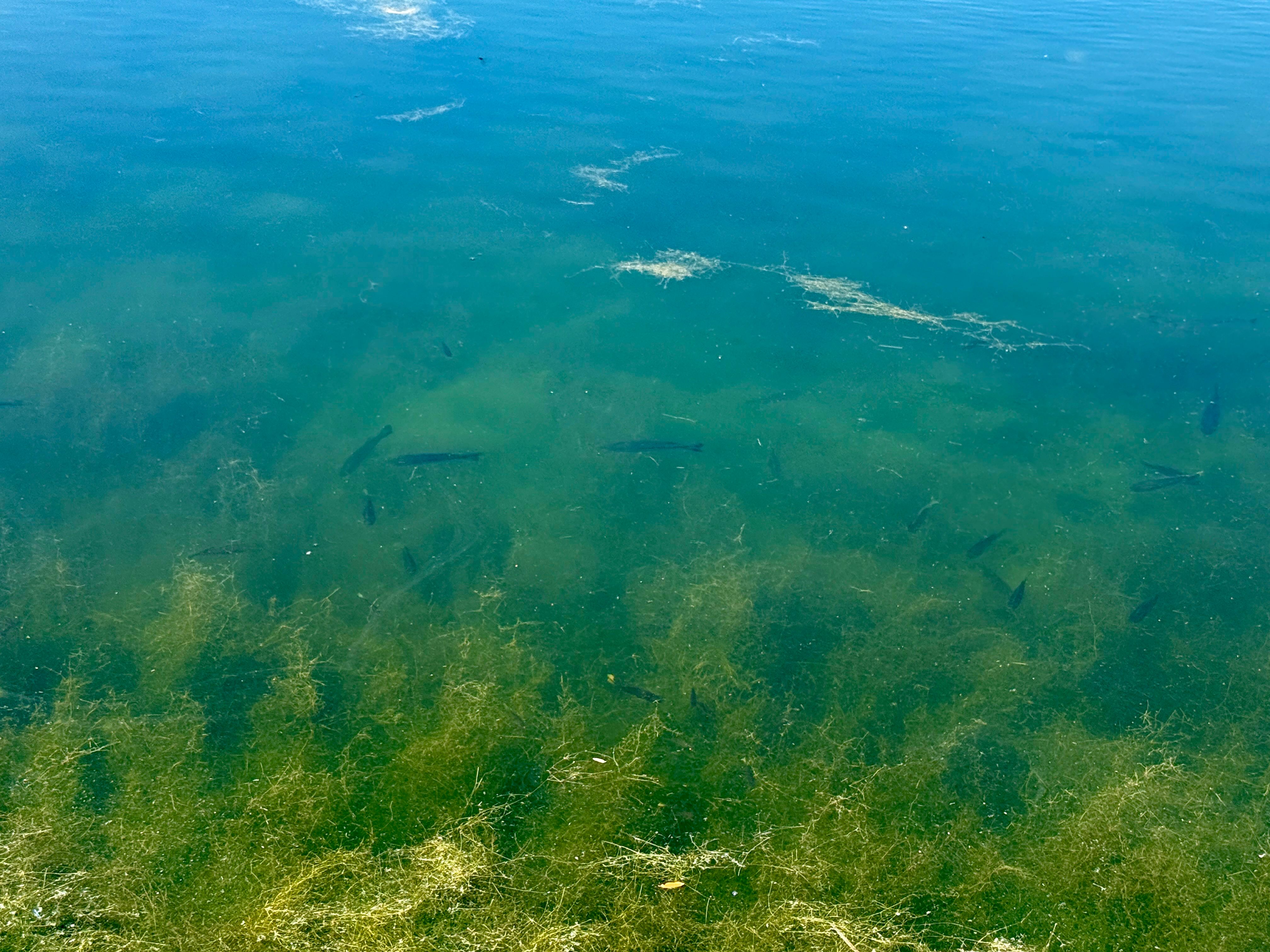  72+/- Acre Palmetto Creek Ranch - 物件實景