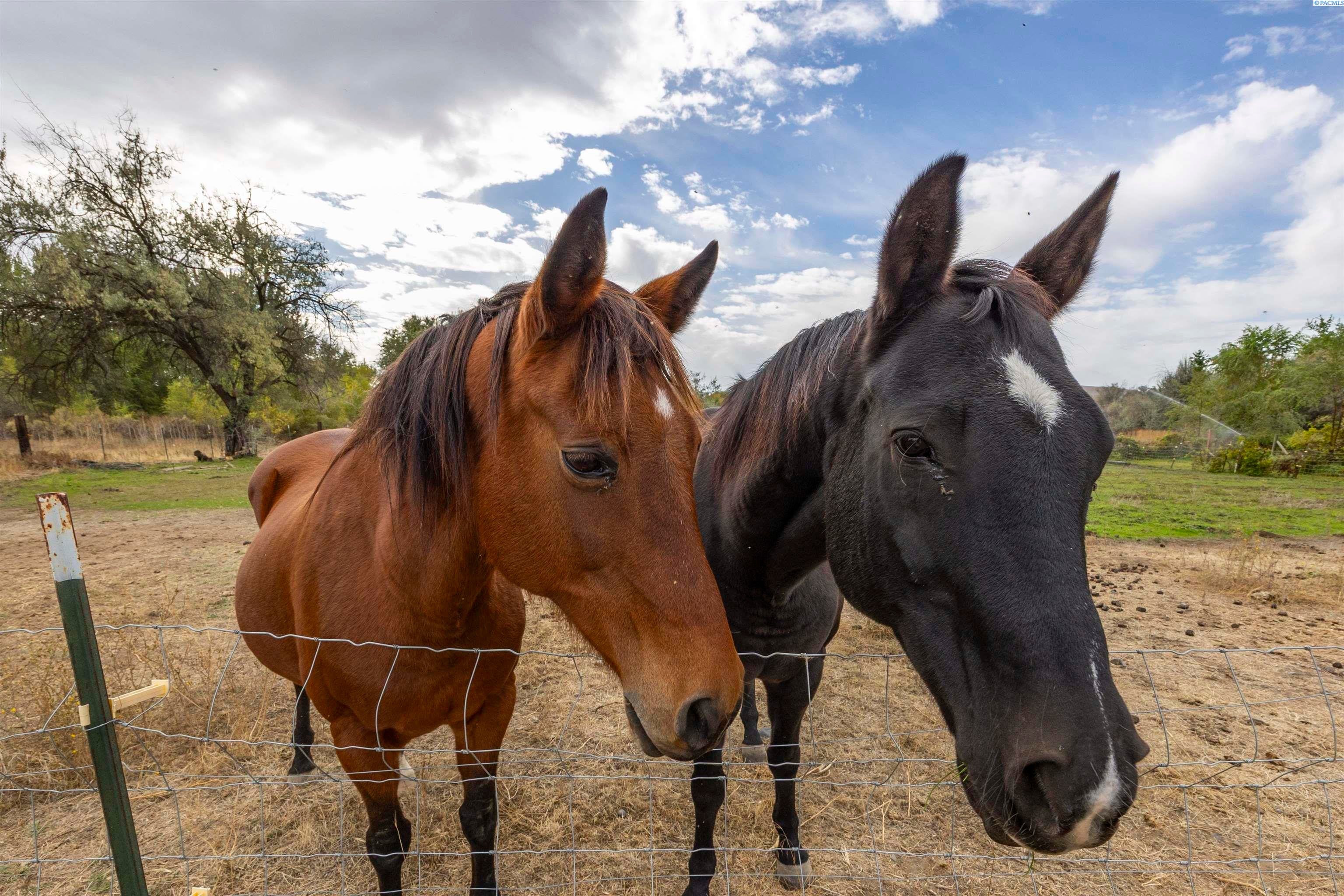 Richland, Washington, 99354, United States, 3 Bedrooms Bedrooms, ,2 BathroomsBathrooms,Residential,For Sale,1978459
