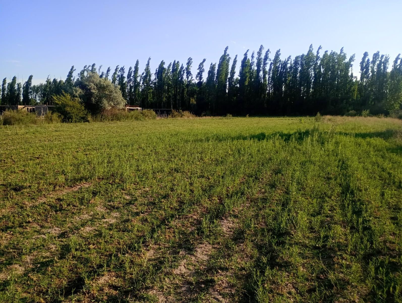Lujan De Cuyo, AR-M, AR, ,Land,For Sale,1819994