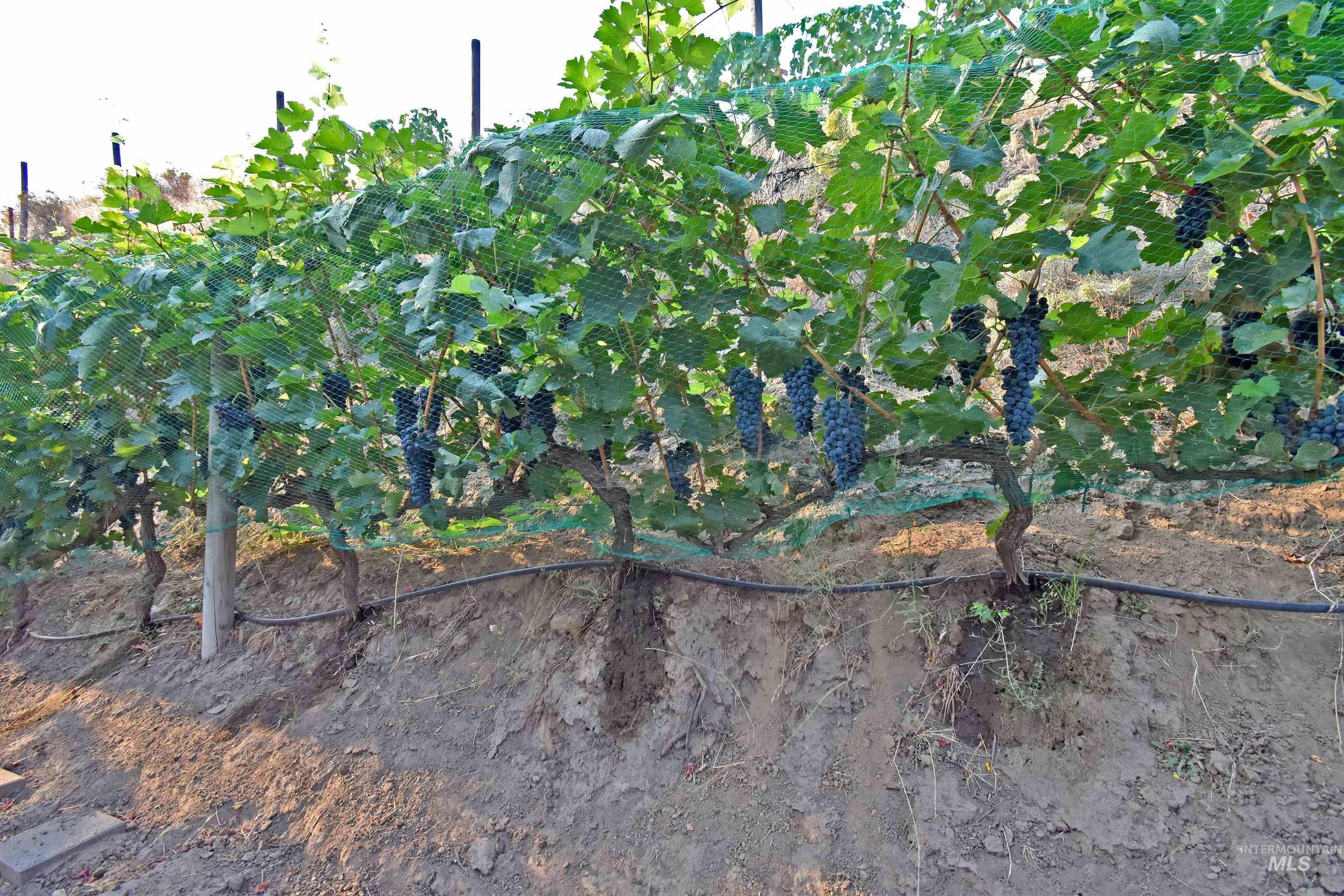 Asotin, Washington, 99402, United States, 3 Bedrooms Bedrooms, ,3 BathroomsBathrooms,Residential,For Sale,1974969