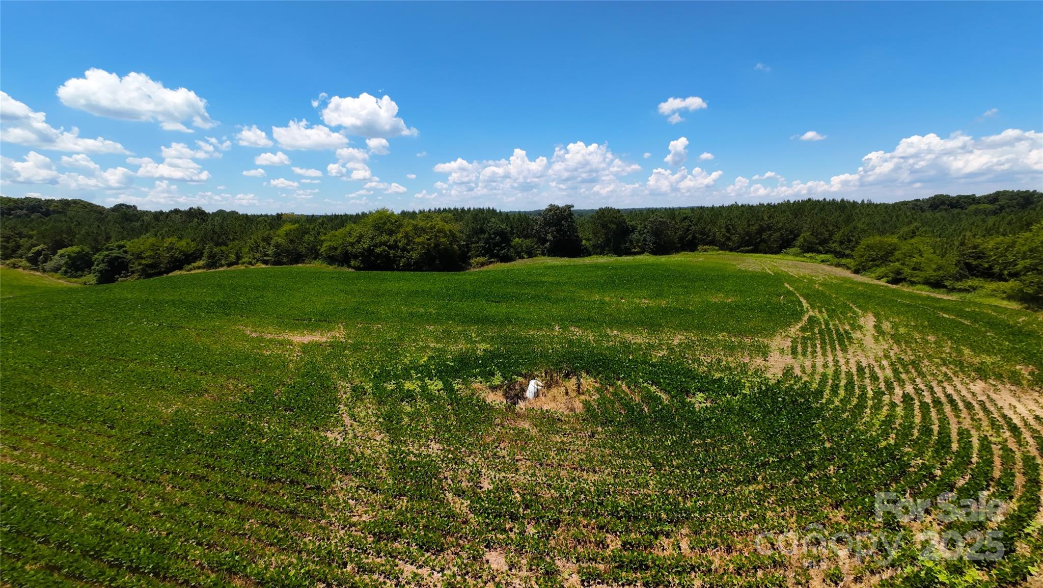 Polkton, North Carolina, 28135, United States, ,Land,For Sale,1976298
