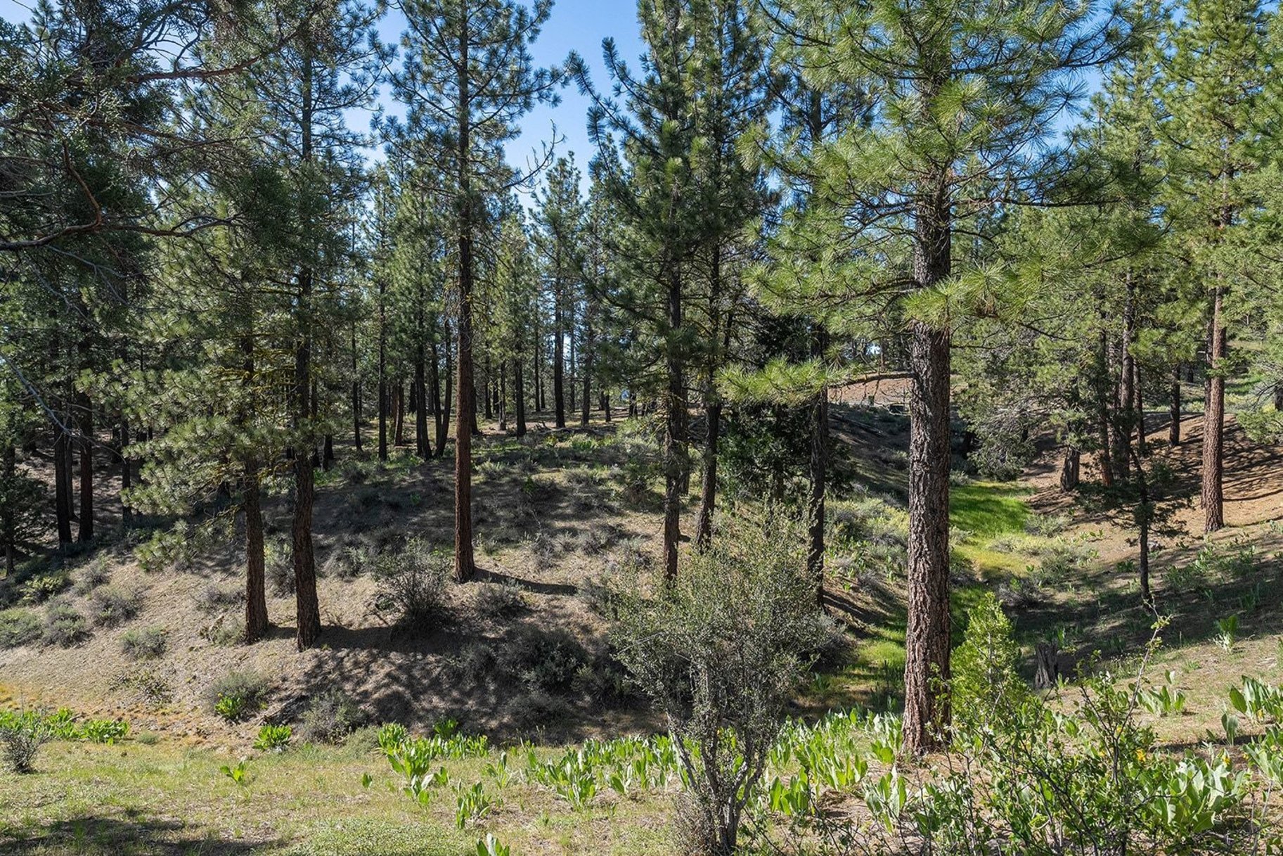  2.69 Private Acres in Nakoma with Stunning Eureka Peak Views - 物件實景