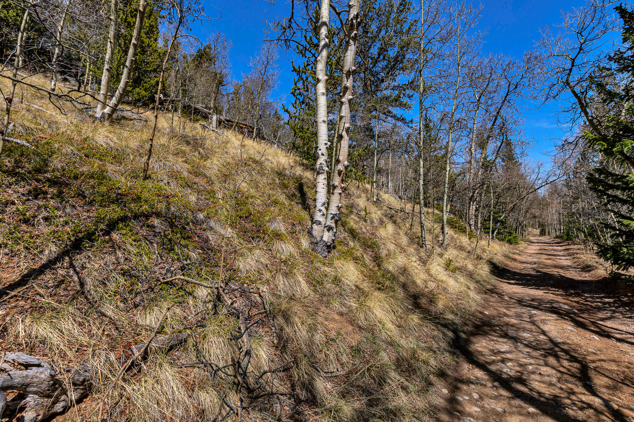  270 Co Rd 667, Alma, CO, 80440 - 物件實景