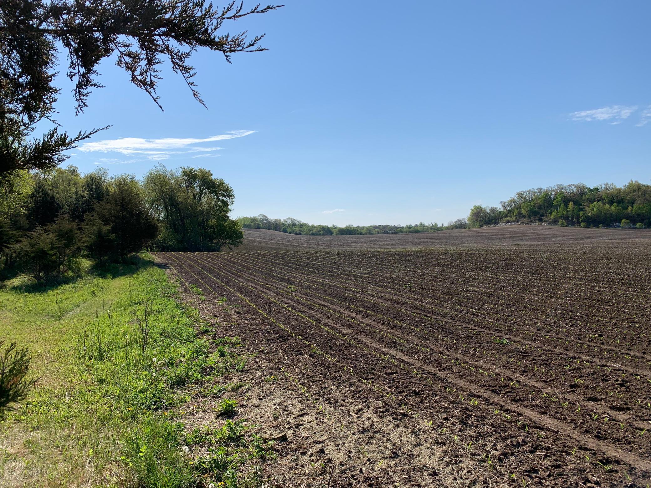 Tbd 75th Street NW, Oronoco Twp, Minnesota, 55901, United States, ,Land,For Sale,Tbd 75th Street NW,1626085