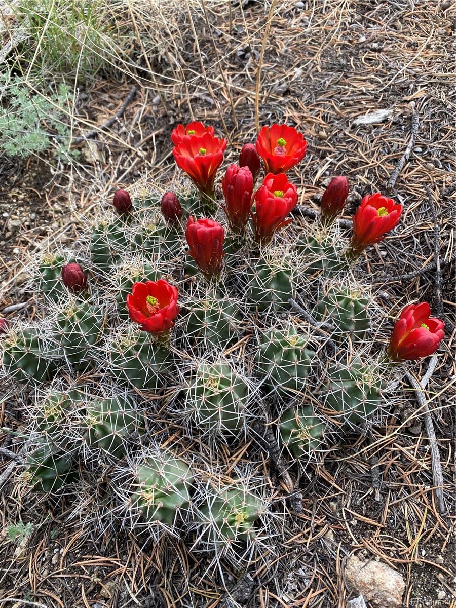 Buena Vista, Colorado, 81211, United States, ,Land,For Sale,1979562