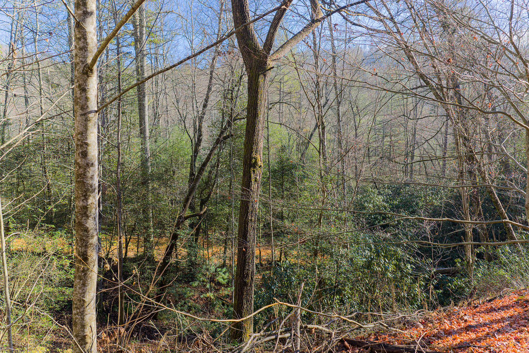  PISGAH FOREST - 物件實景