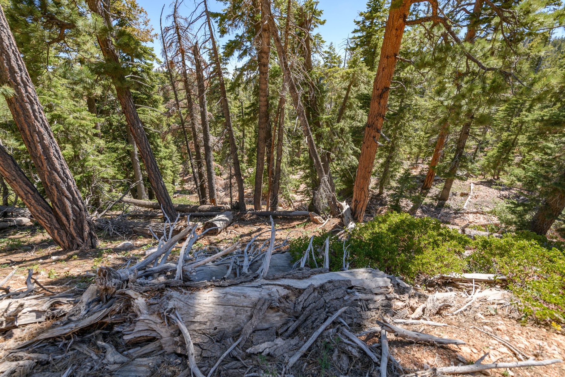  Quiet Mountain Retreat Near Navajo Lake - 物件實景