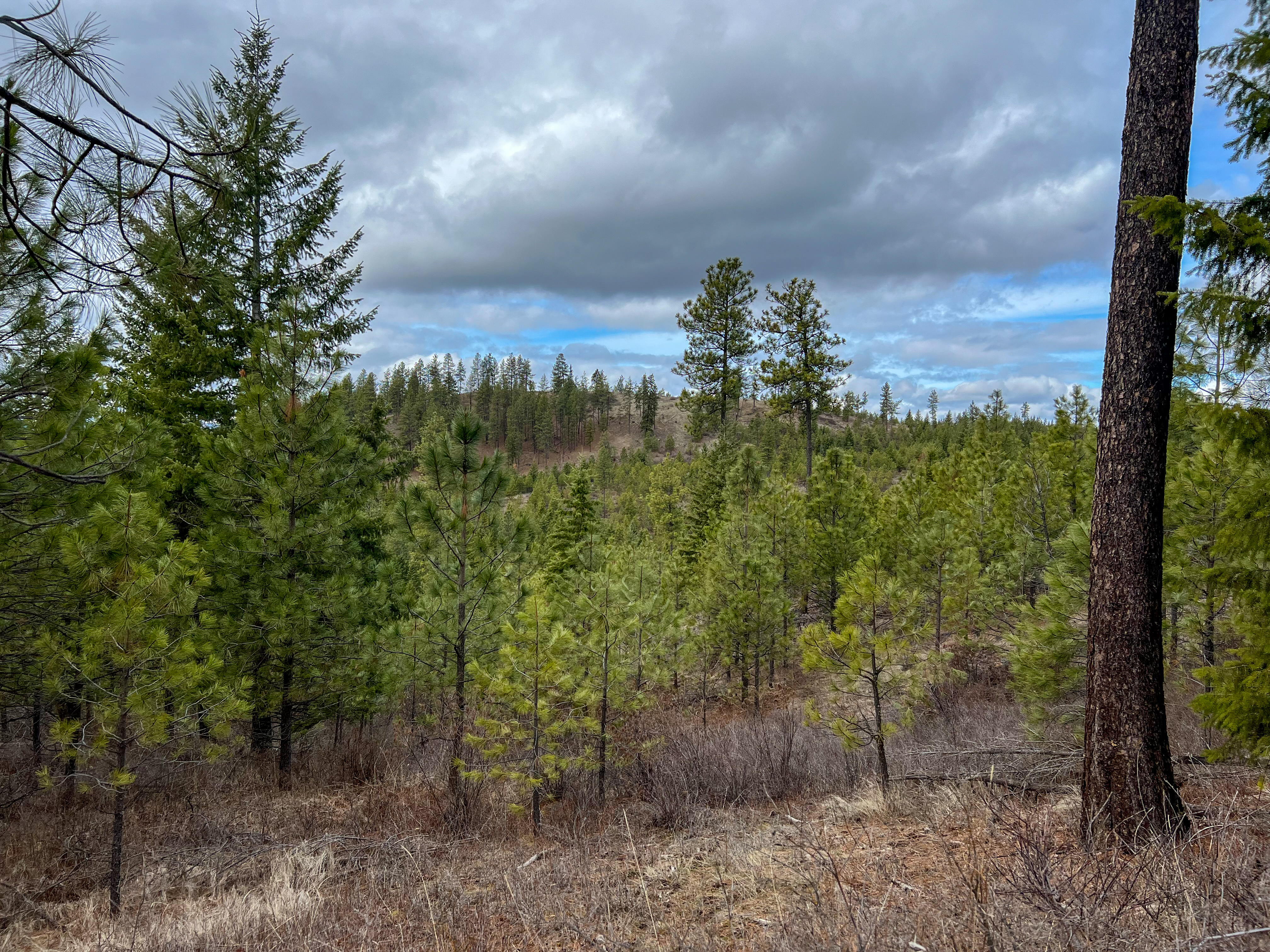 Valley, Washington, 99181, United States, ,Land,For Sale,1979391
