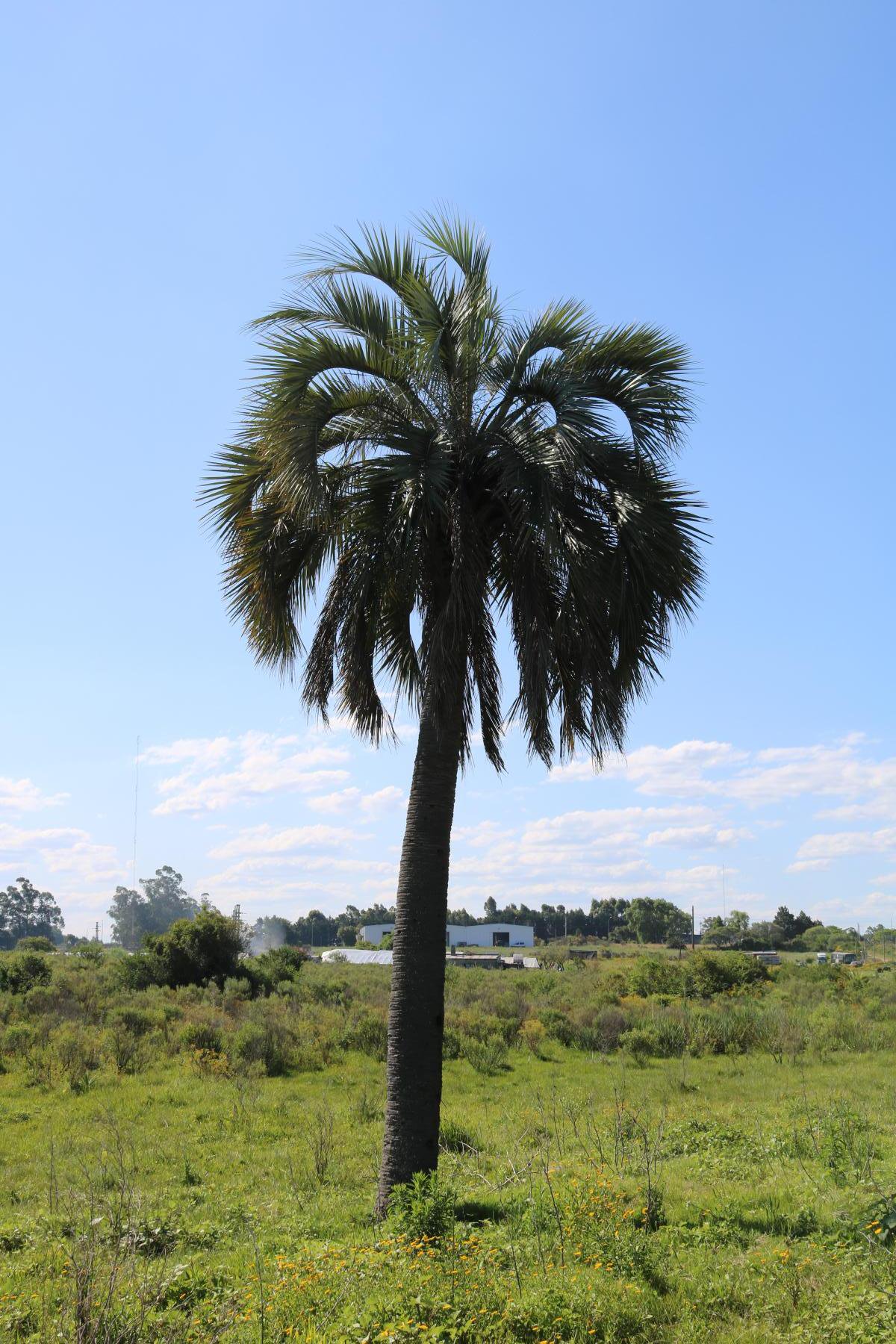  Large urban plot just steps from the city of Rocha. - 物件實景