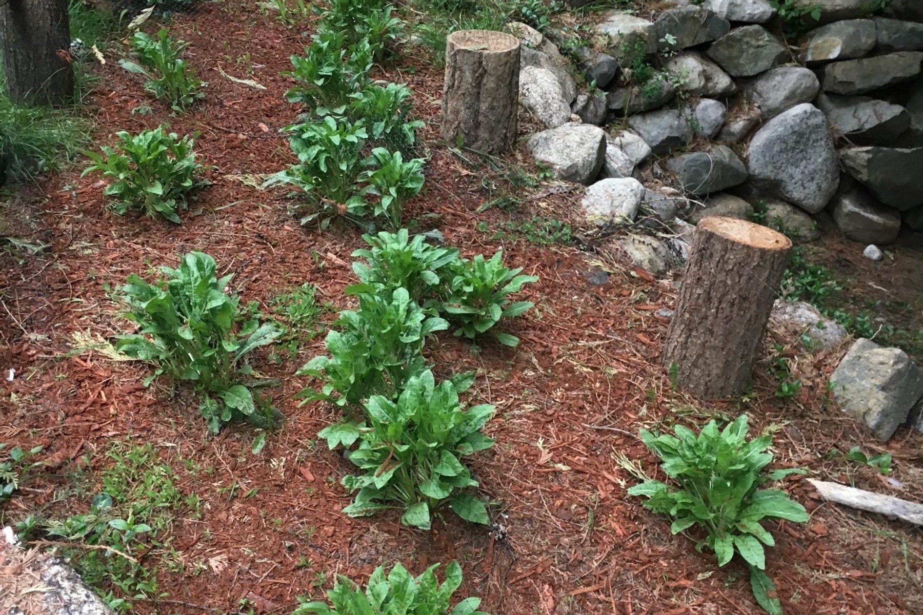  Tree Farm & Home on 6+ Acres - 物件實景